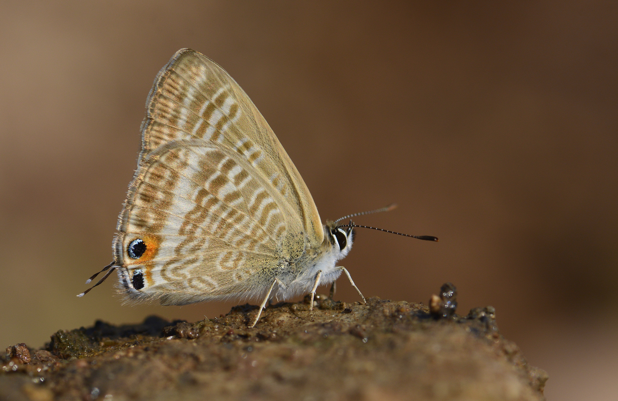 Lampides boeticus (Lampides) butterfly photo