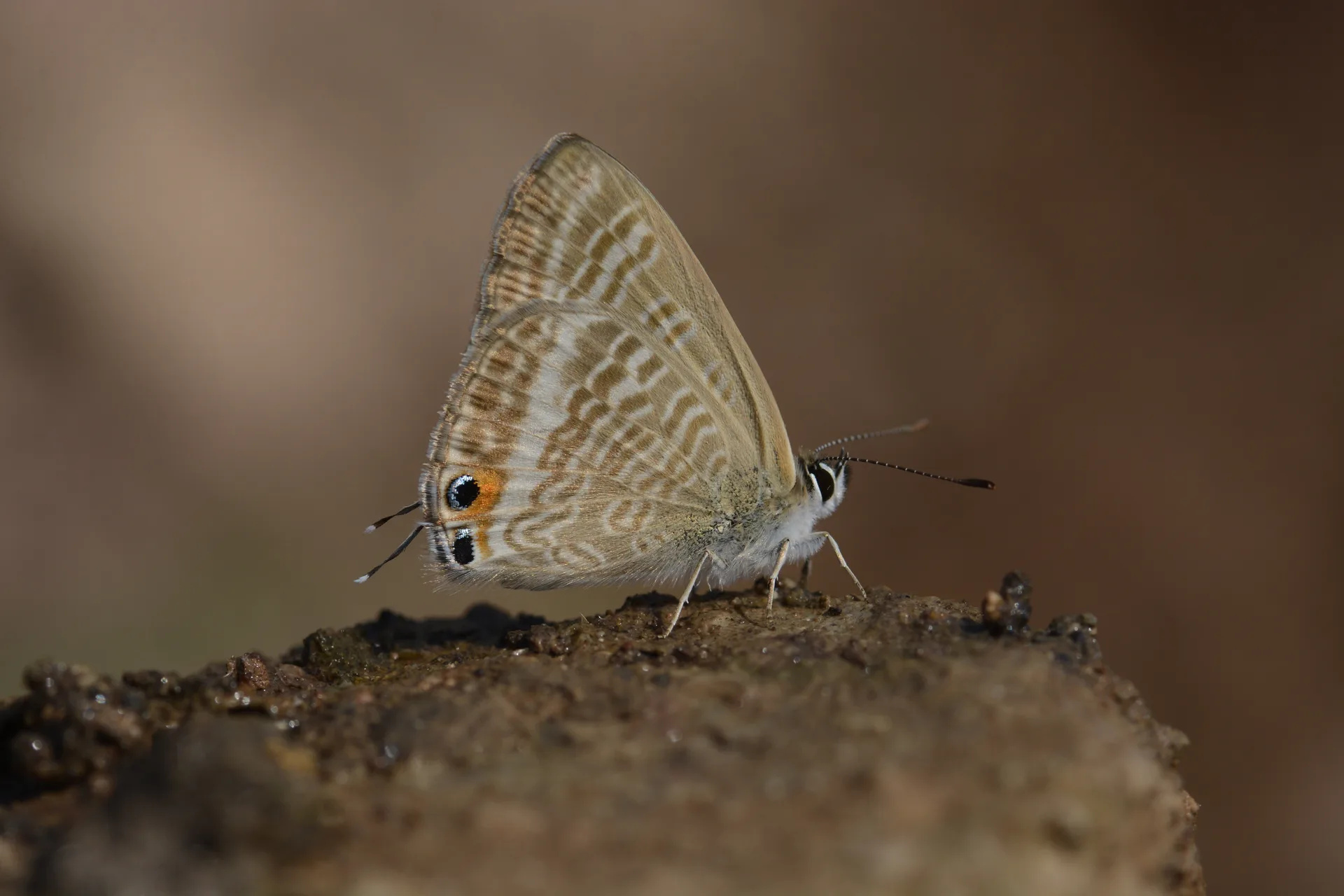 Lampides boeticus (Lampides) butterfly photo
