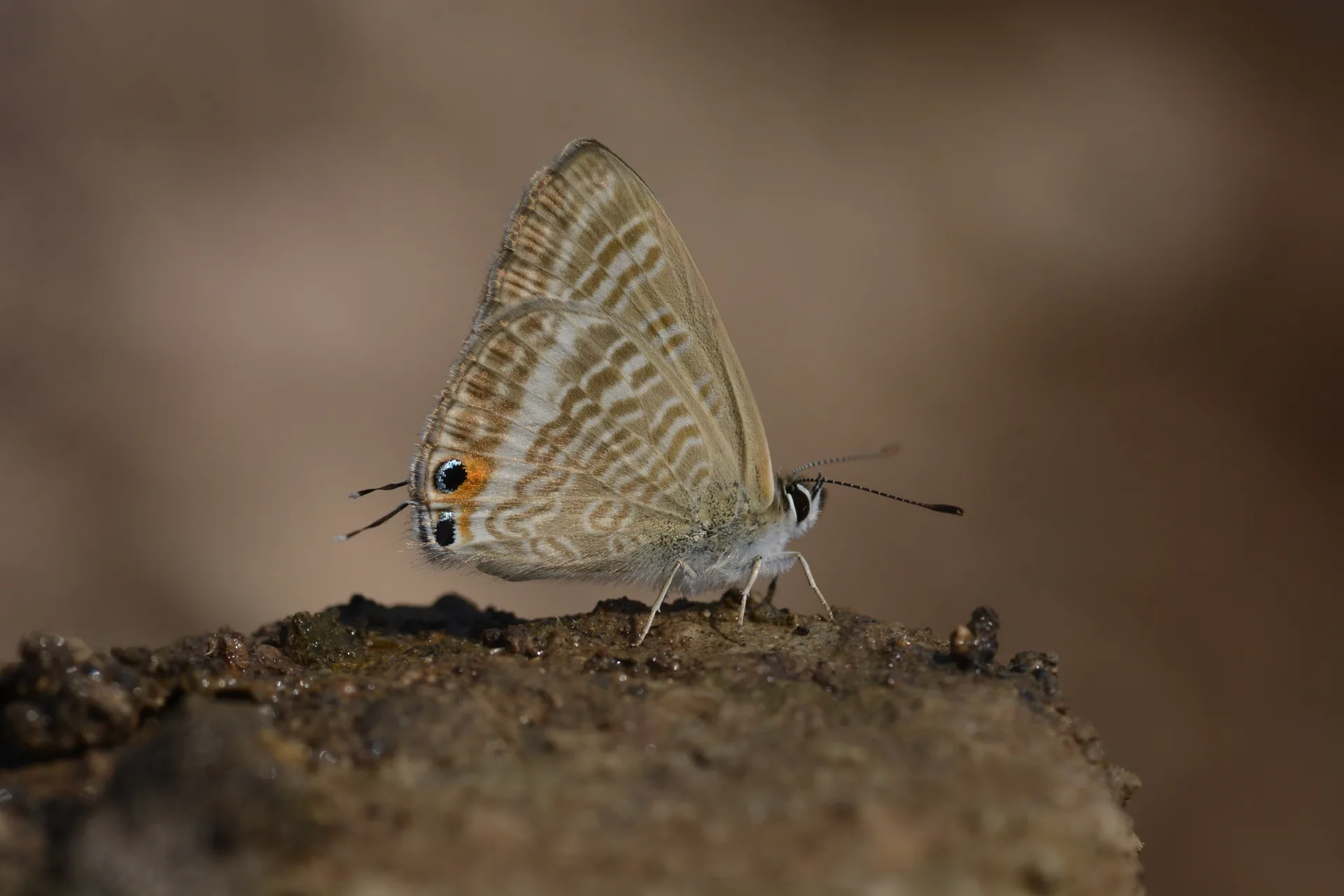 Lampides boeticus (Lampides) butterfly photo