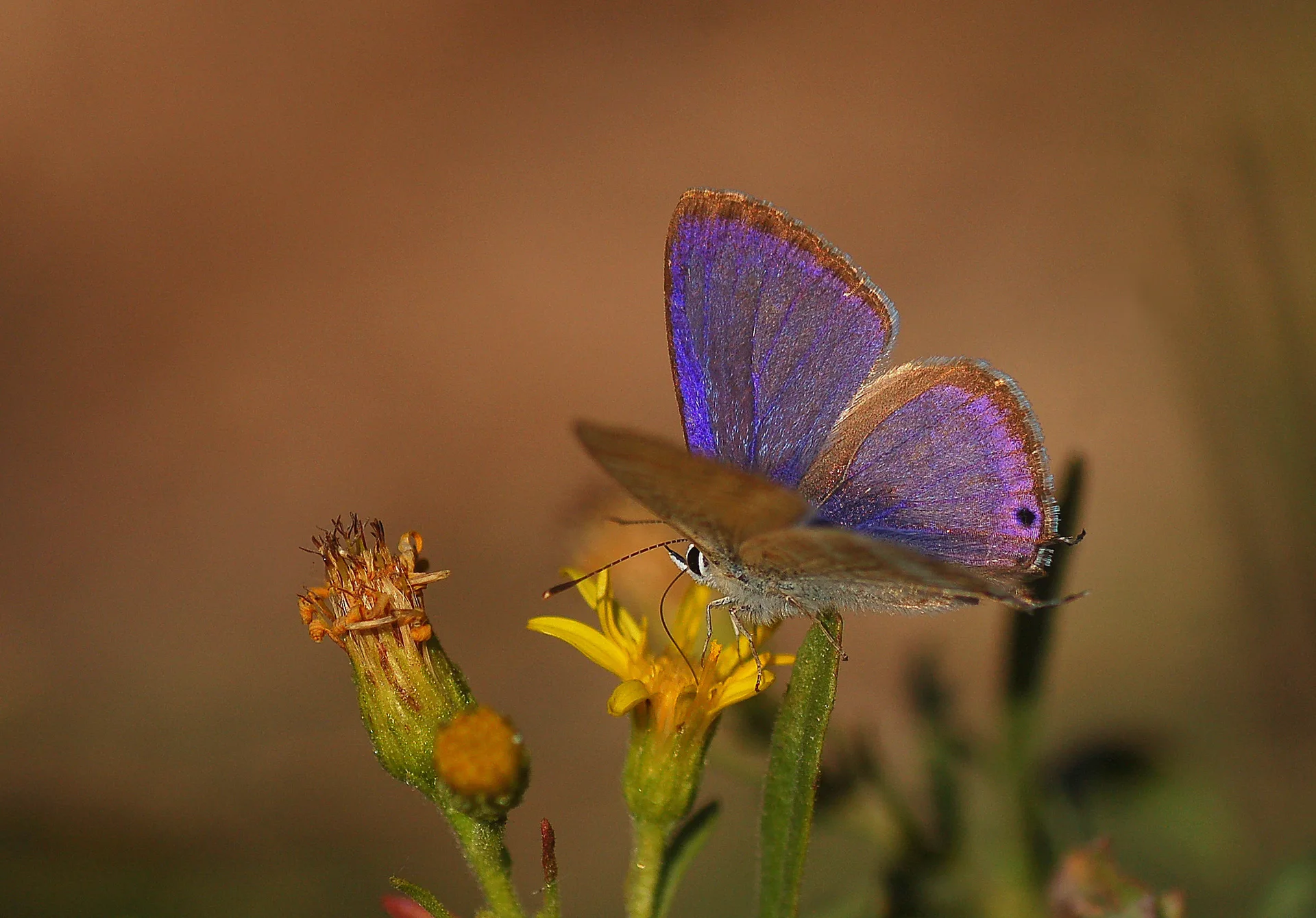 Lampides boeticus (Lampides) butterfly photo