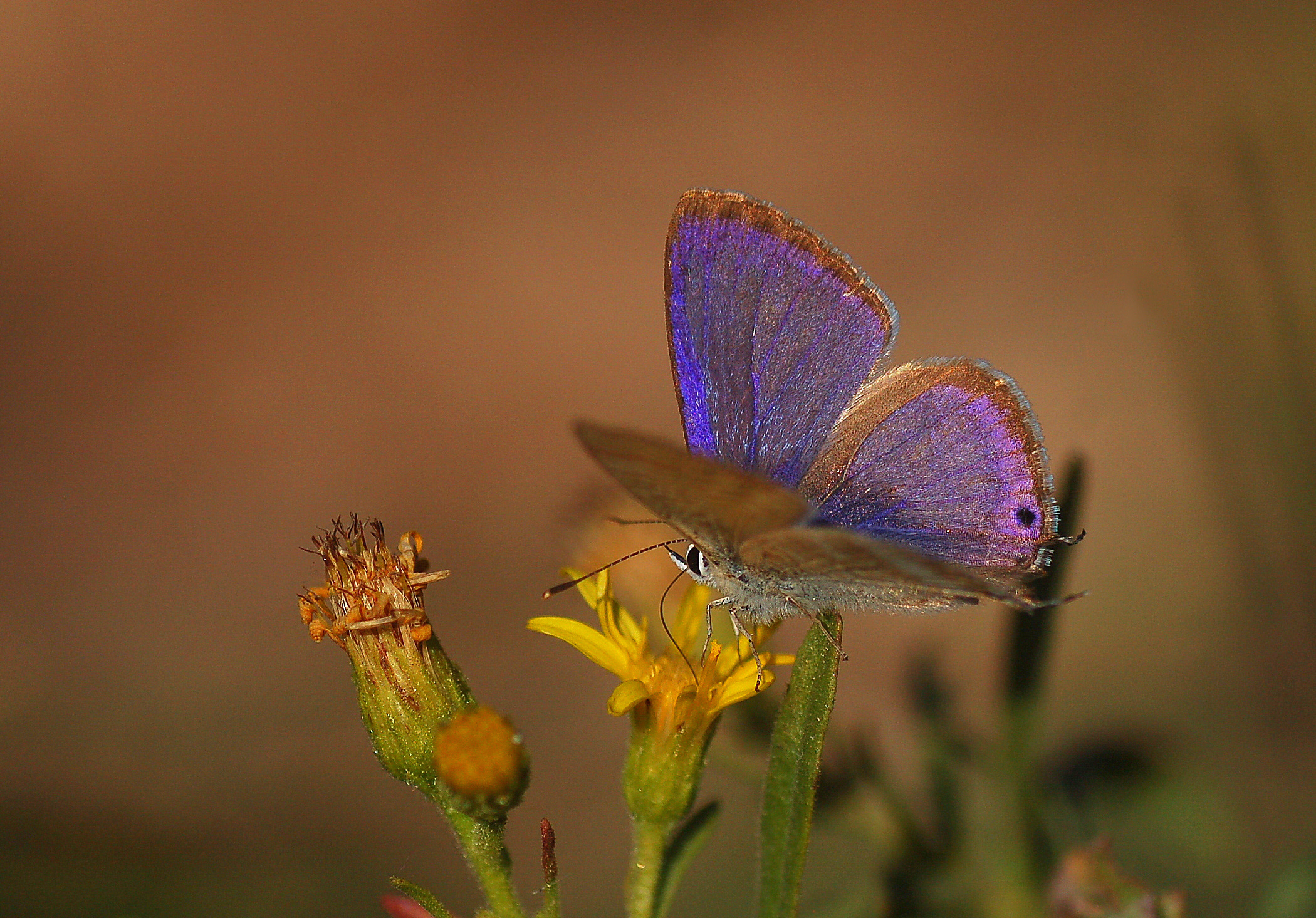 Lampides boeticus (Lampides) butterfly photo