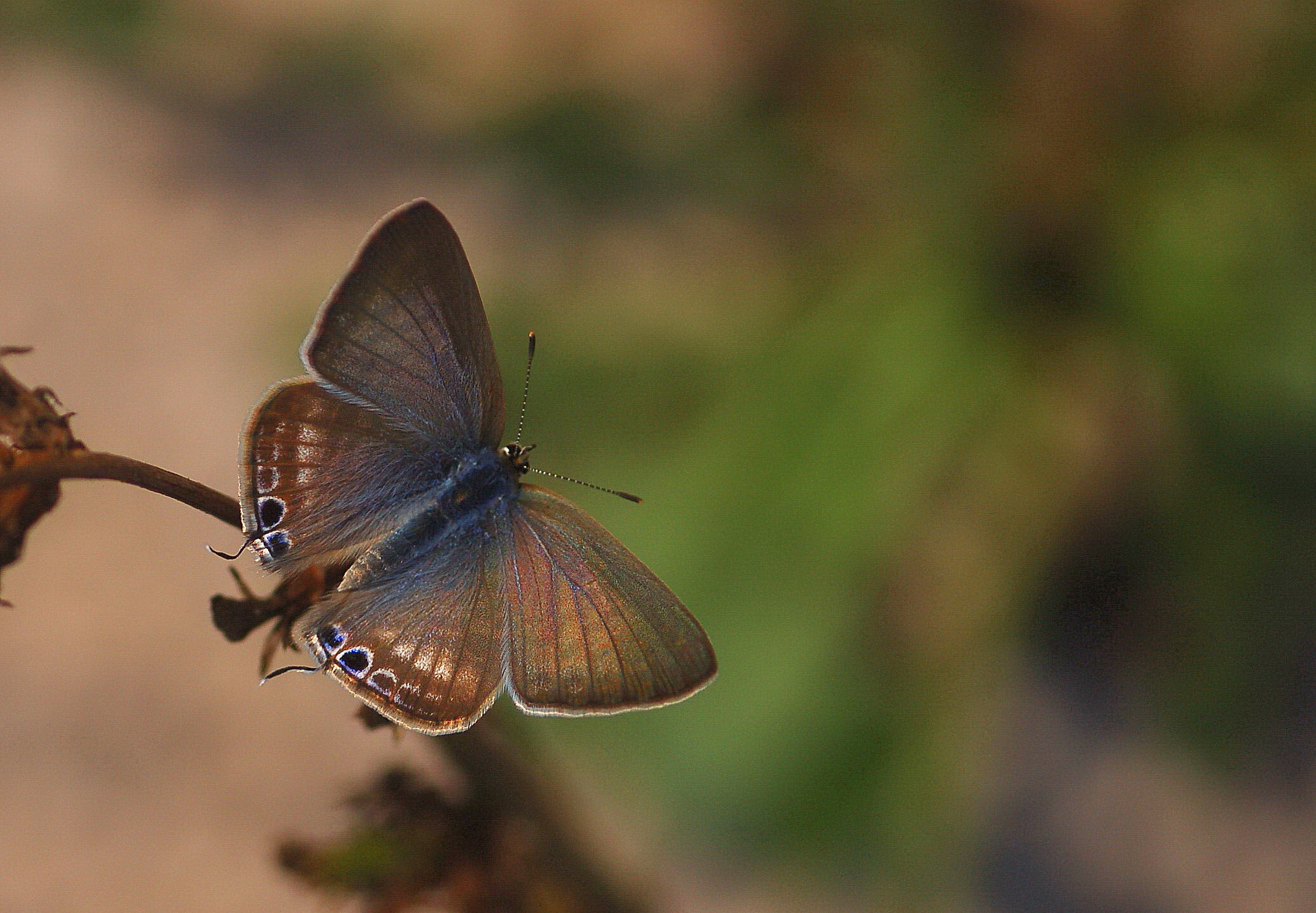 Lampides boeticus (Lampides) butterfly photo