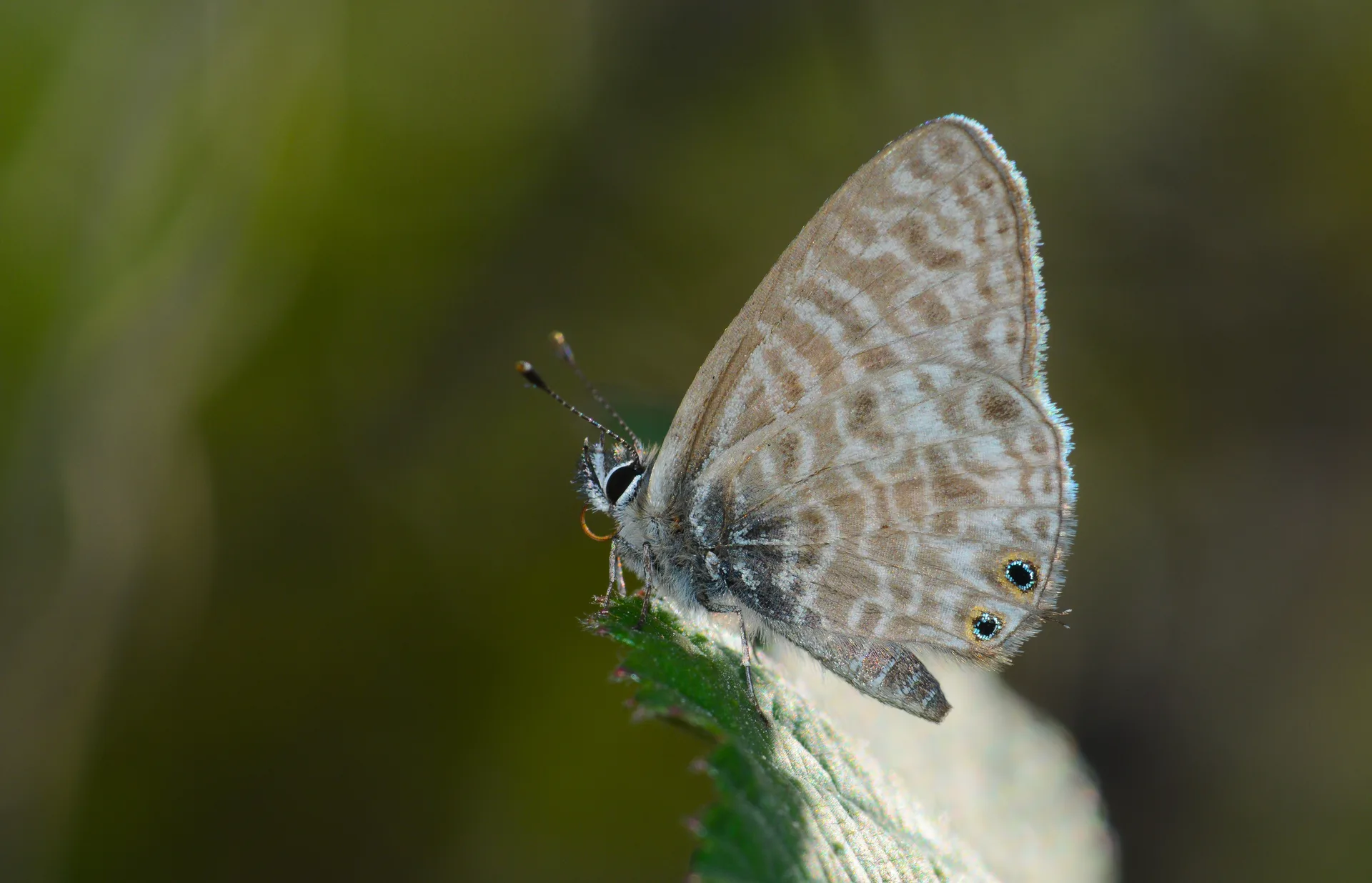 Leptotes pirithous (Mavizebra) butterfly photo