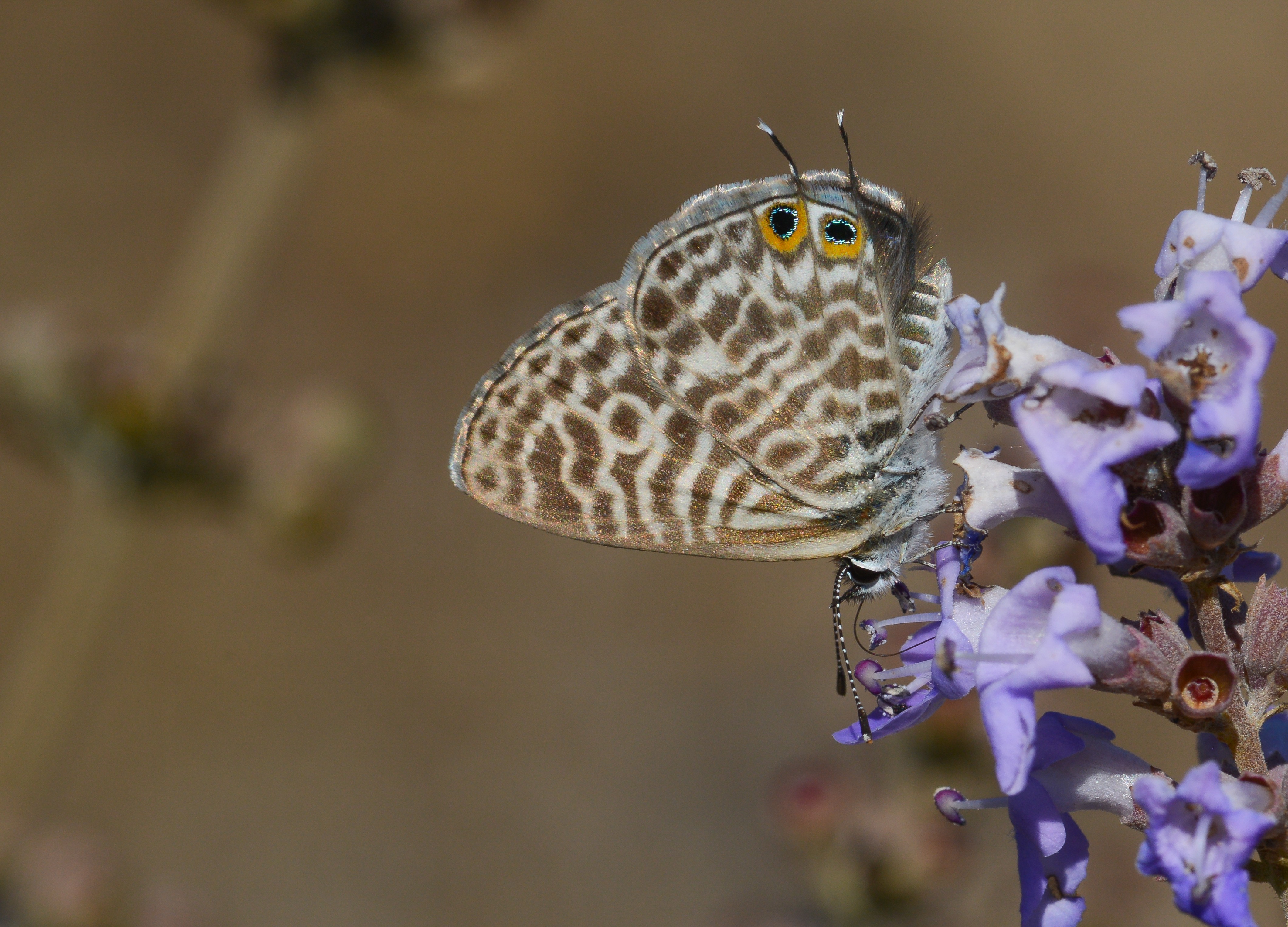 Leptotes pirithous (Mavizebra) butterfly photo