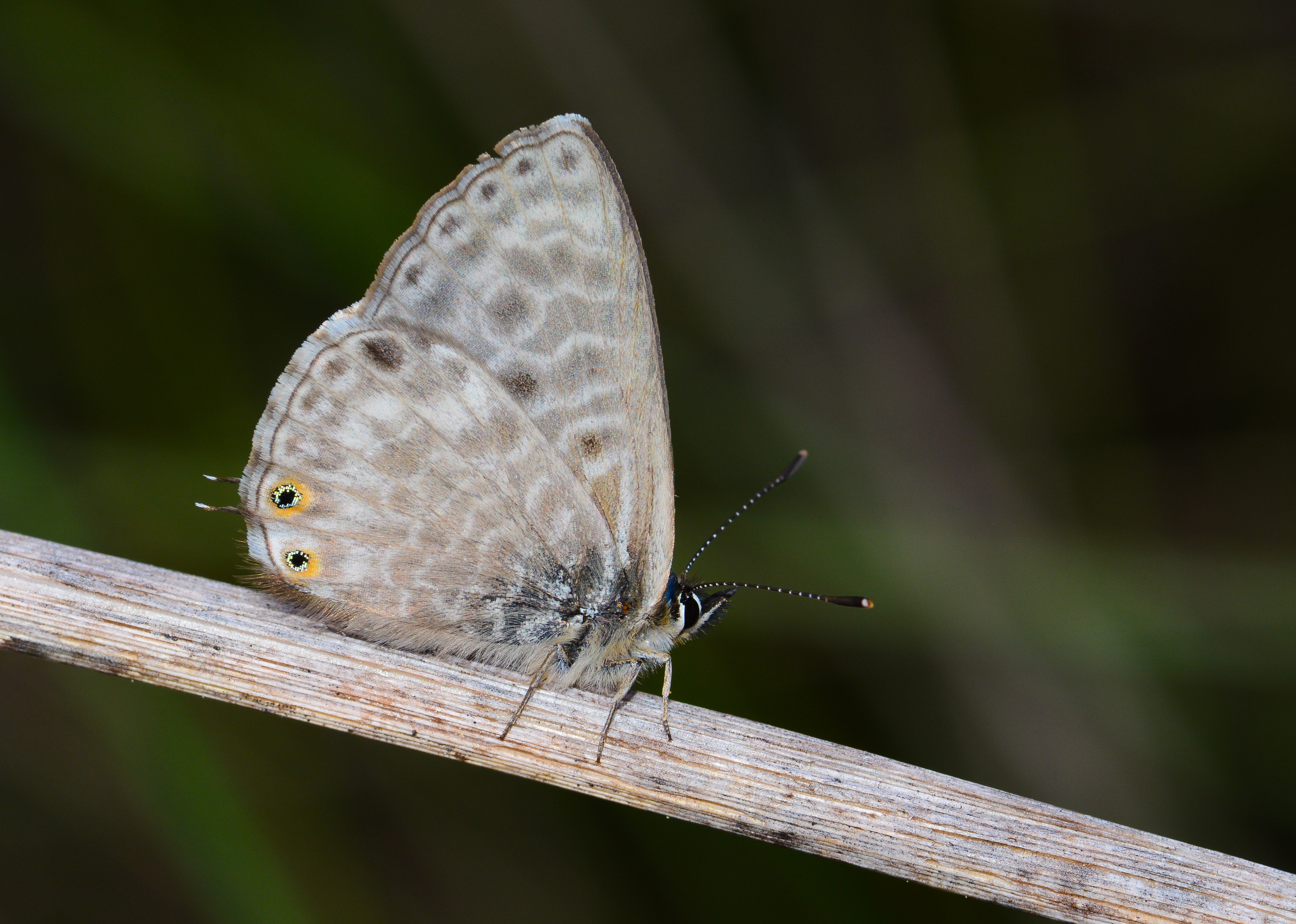 Leptotes pirithous (Mavizebra) butterfly photo