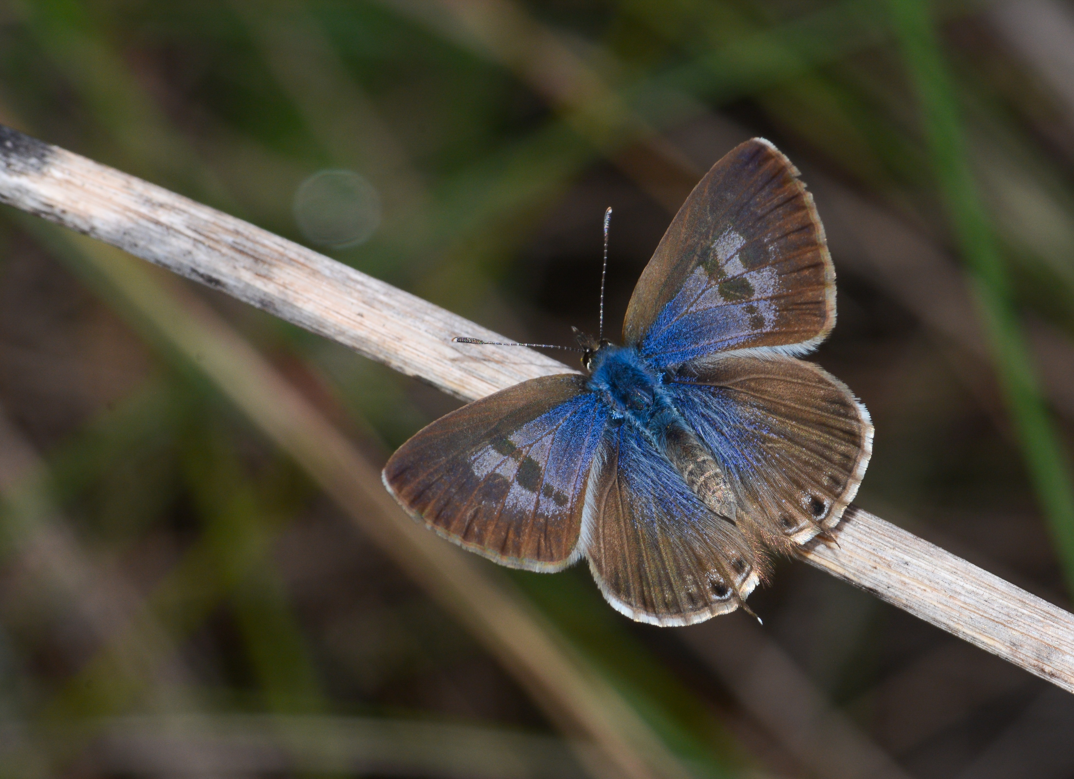 Leptotes pirithous (Mavizebra) butterfly photo