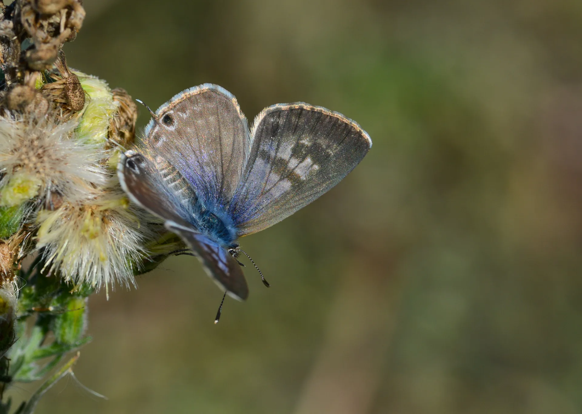 Leptotes pirithous (Mavizebra) butterfly photo