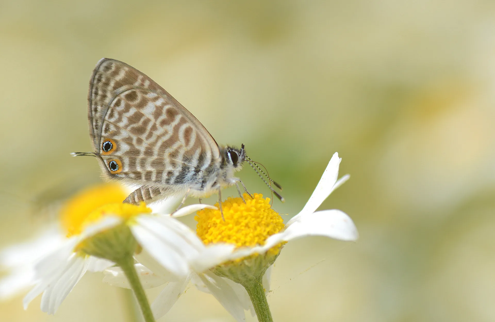 Leptotes pirithous (Mavizebra) butterfly photo