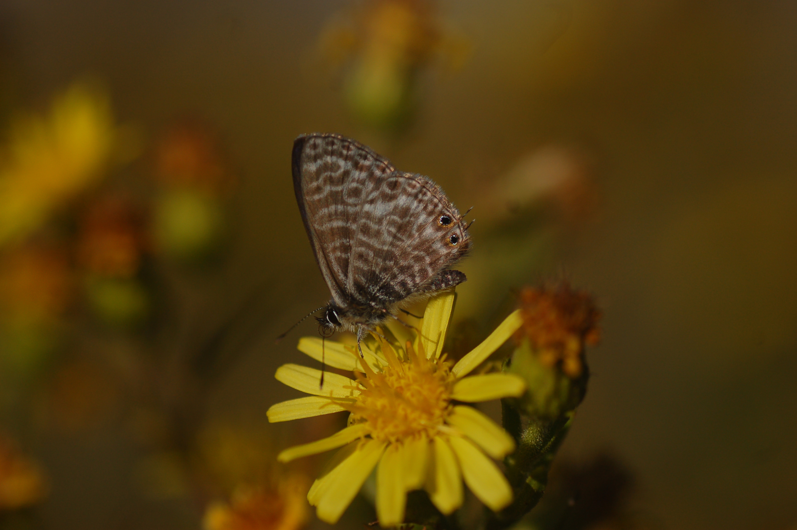 Leptotes pirithous (Mavizebra) butterfly photo