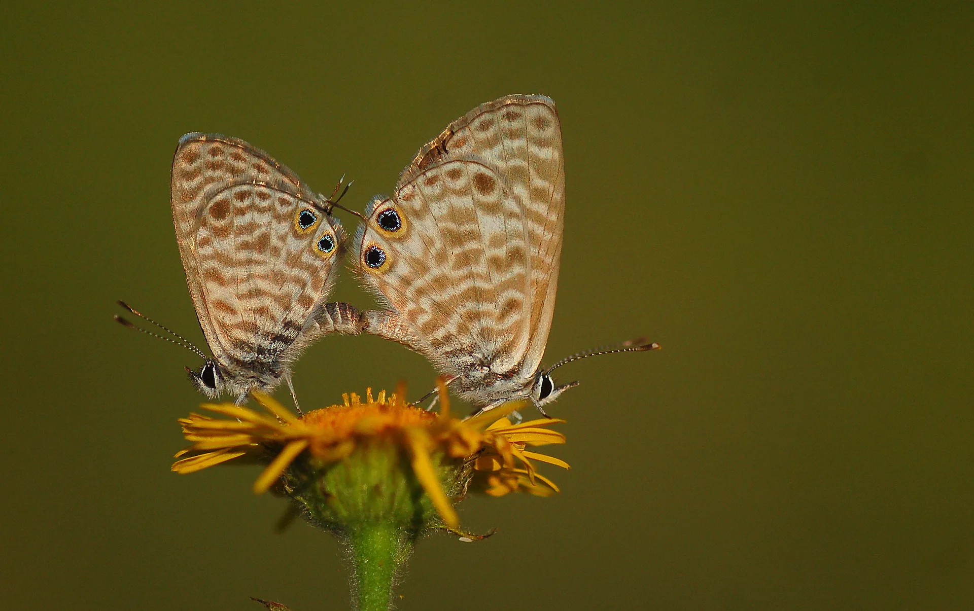 Leptotes pirithous (Mavizebra) butterfly photo