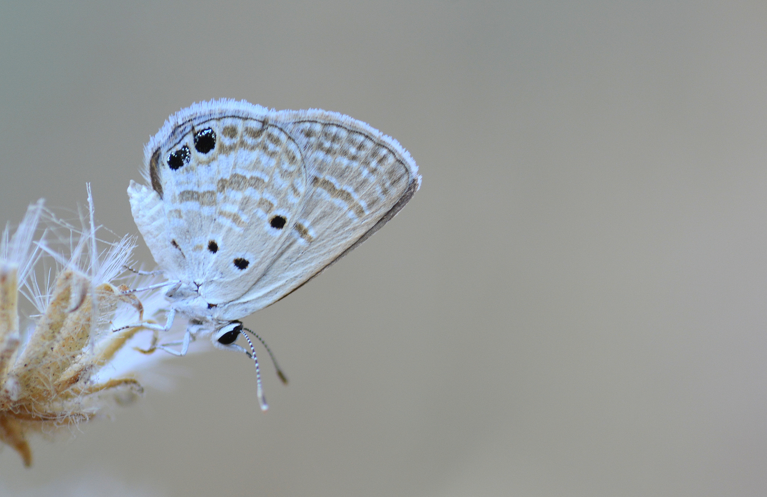 Luthrodes galba (Akdeniz Mücevherkelebeği) butterfly photo