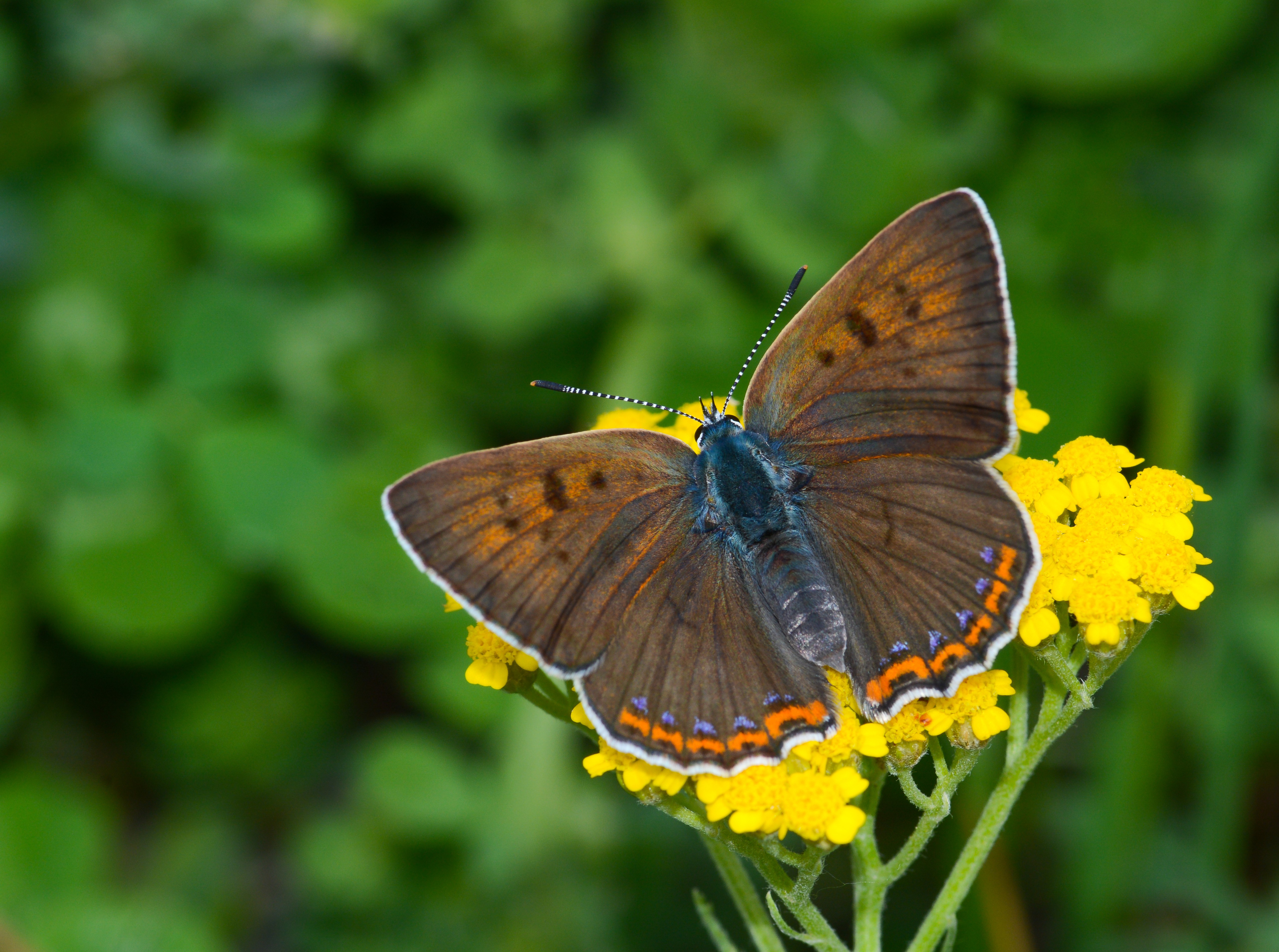 Lycaena alciphron (Büyük Morbakırgüzeli) butterfly photo