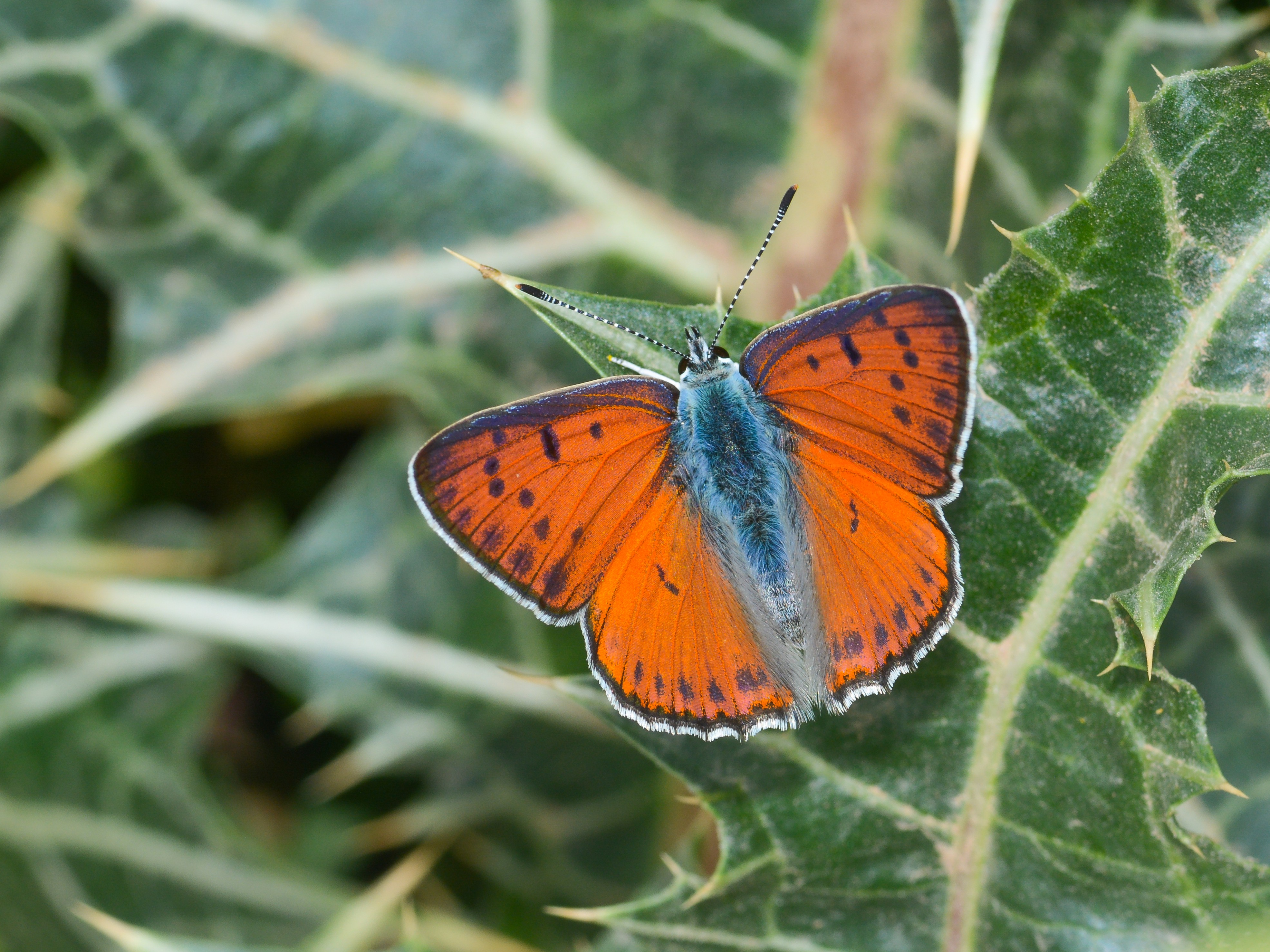 Lycaena alciphron (Büyük Morbakırgüzeli) butterfly photo