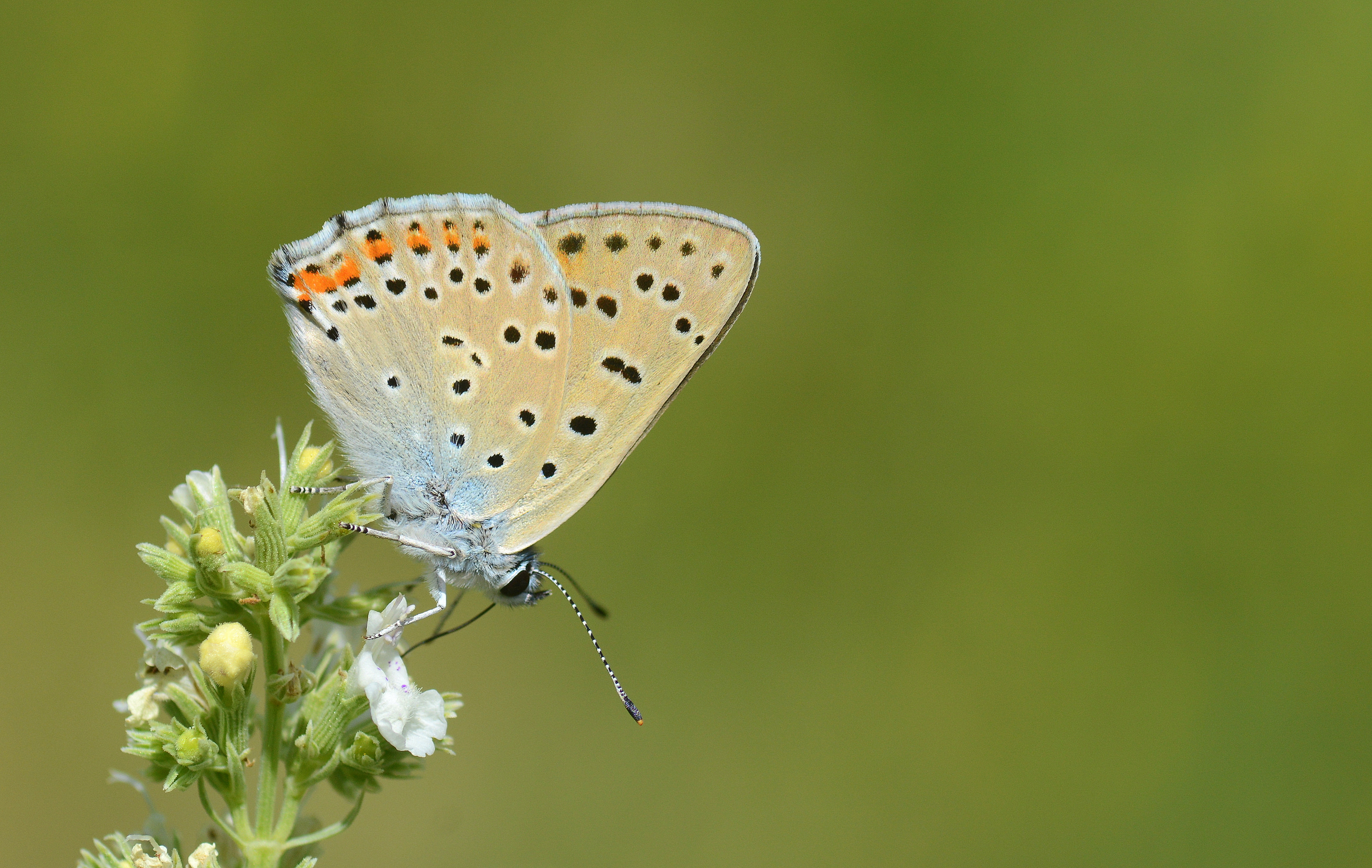 Lycaena alciphron (Büyük Morbakırgüzeli) butterfly photo