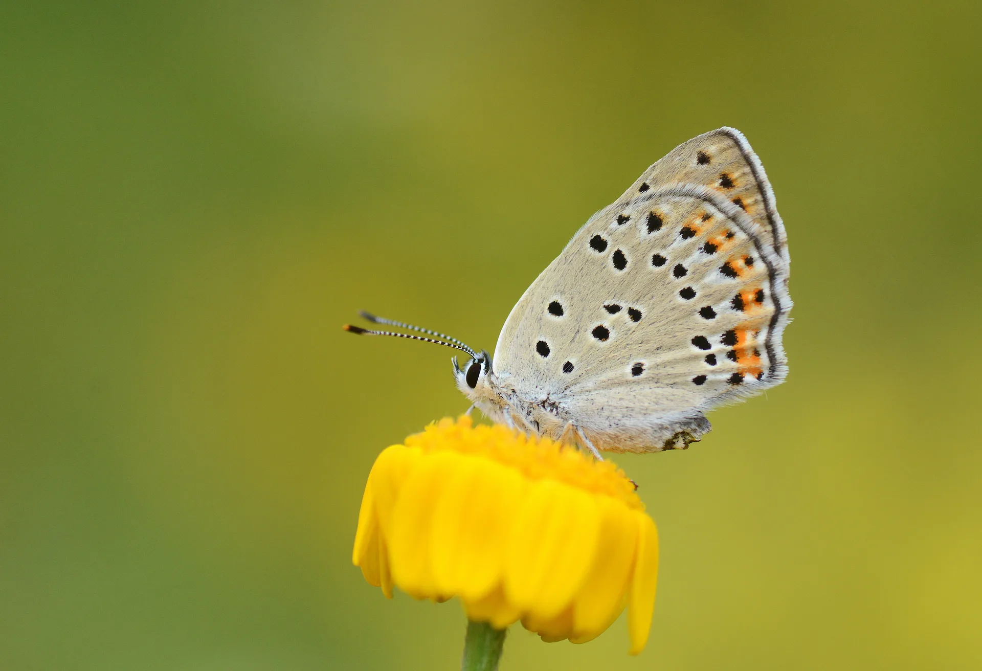 Lycaena alciphron (BÃ¼yÃ¼k MorbakÄ±rgÃ¼zeli) butterfly photo