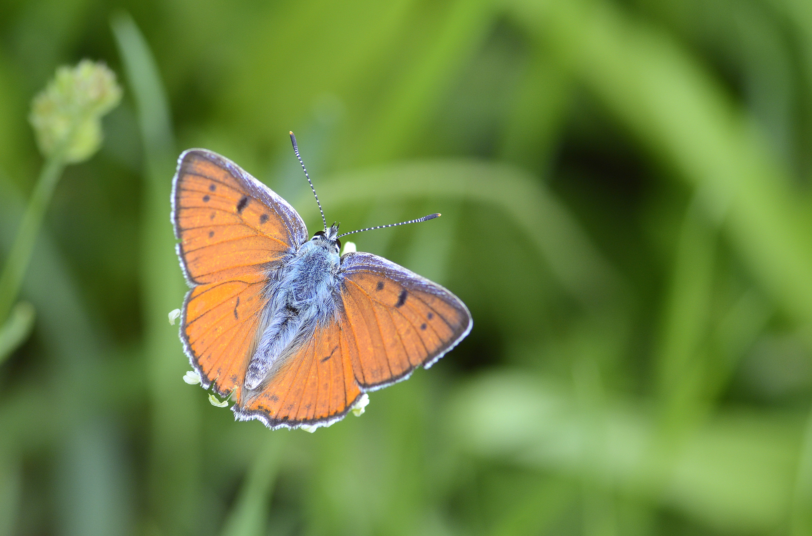 Lycaena alciphron (Büyük Morbakırgüzeli) butterfly photo