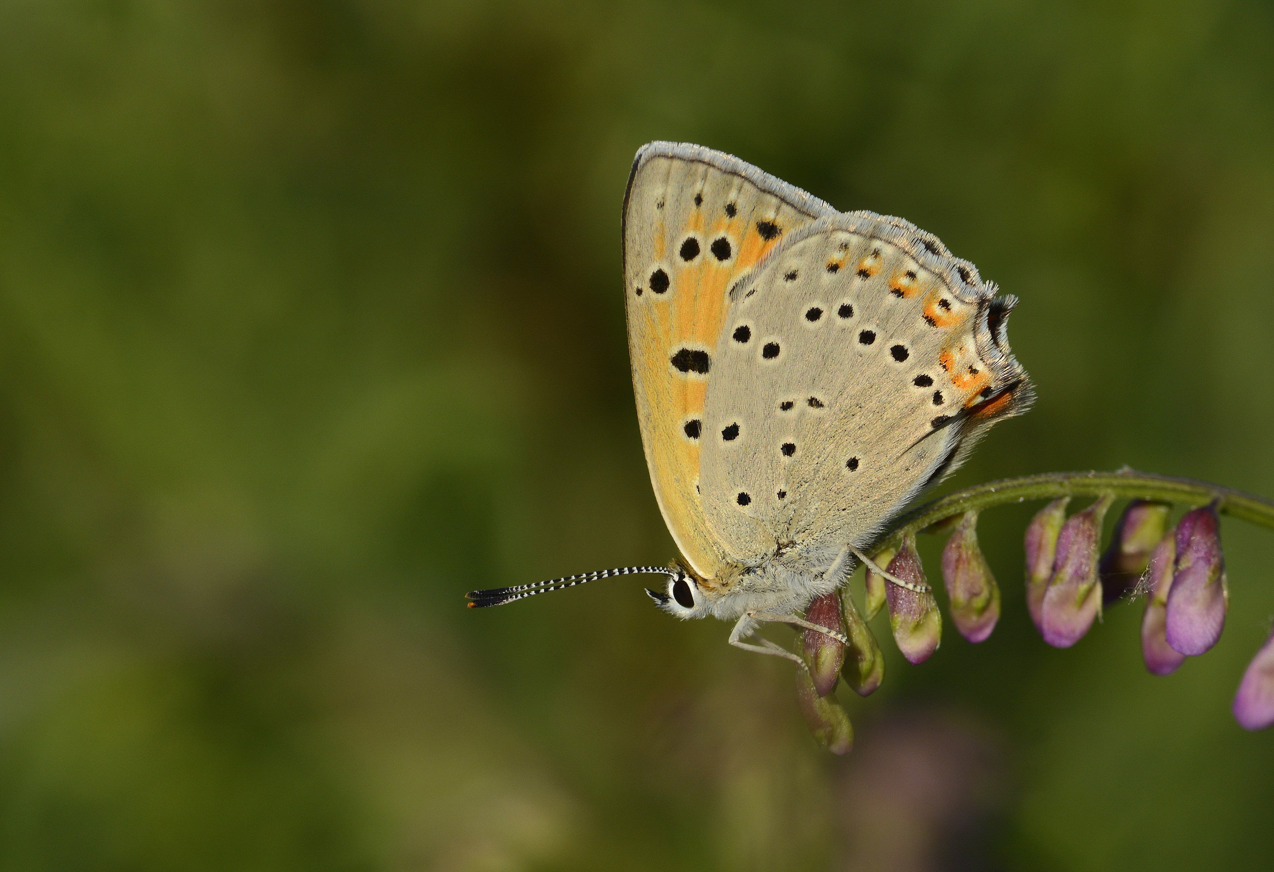 Lycaena asabinus (Anadolu Ateşgüzeli) butterfly photo