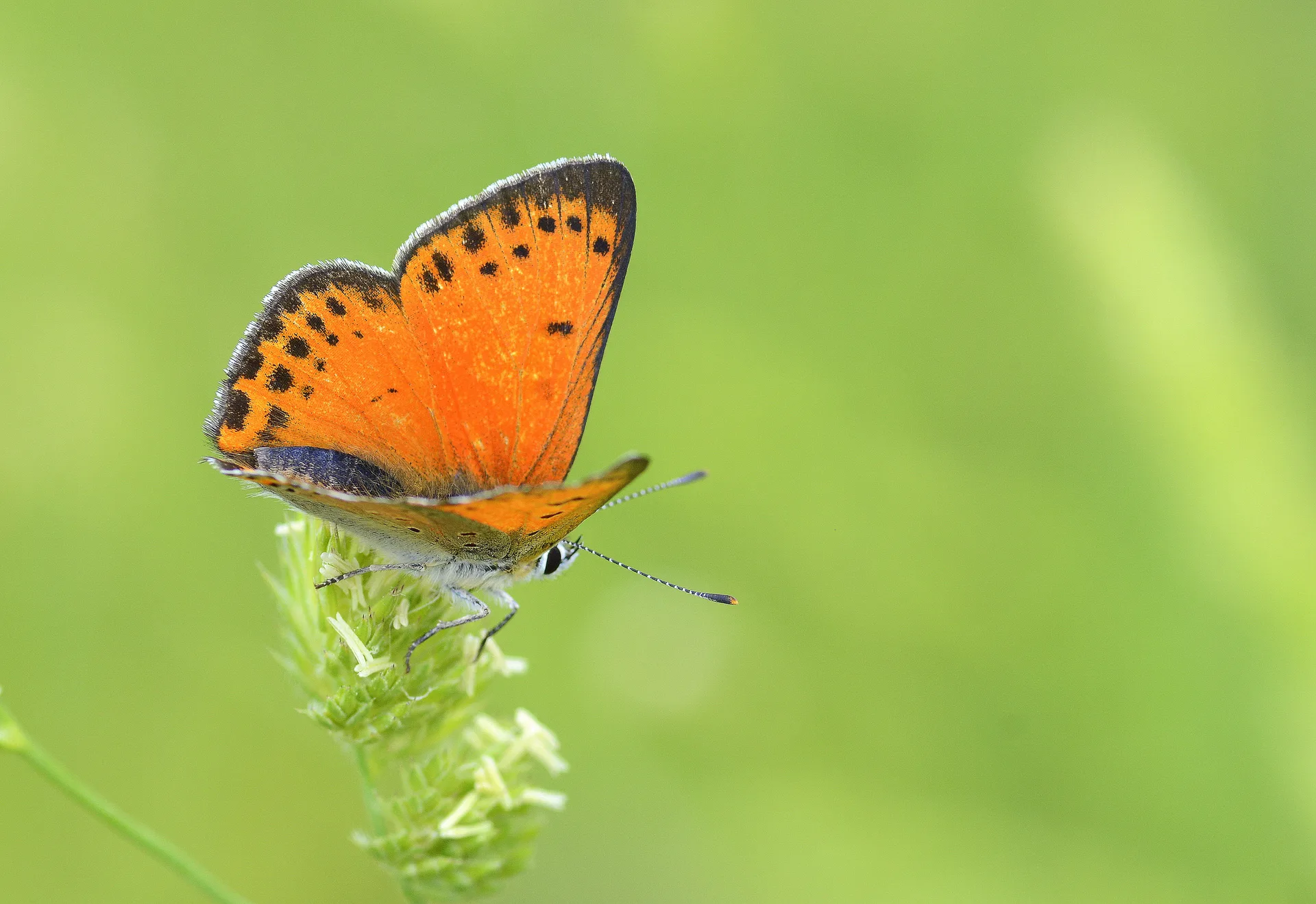 Lycaena asabinus (Anadolu AteÅŸgÃ¼zeli) butterfly photo