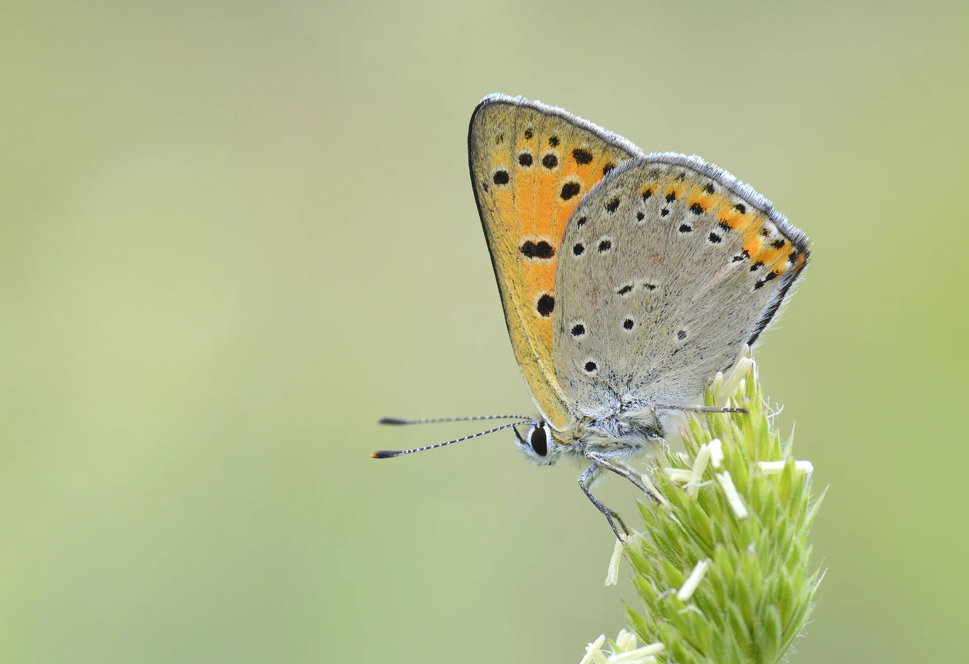 Lycaena asabinus (Anadolu AteÅŸgÃ¼zeli) butterfly photo