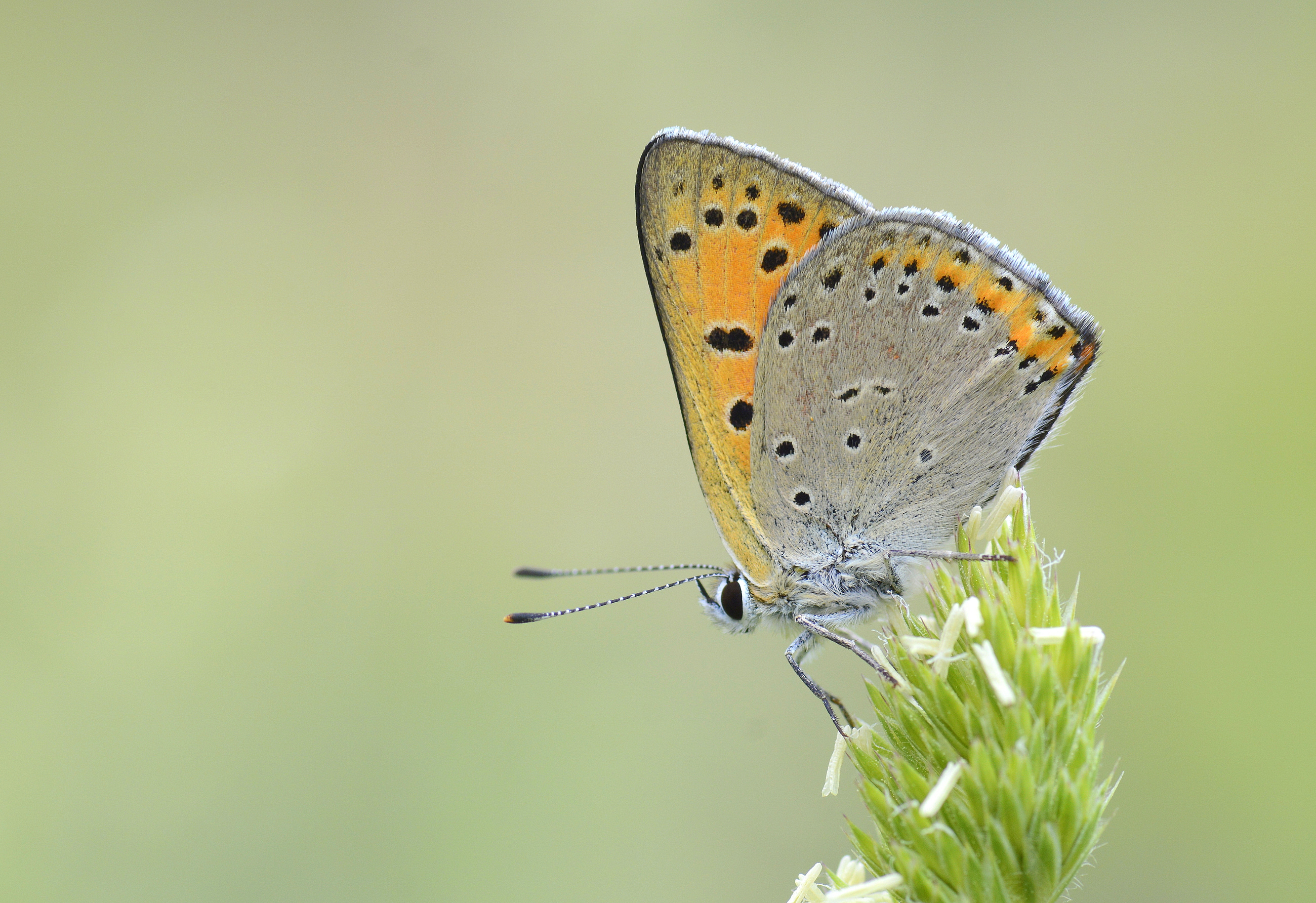 Lycaena asabinus (Anadolu Ateşgüzeli) butterfly photo