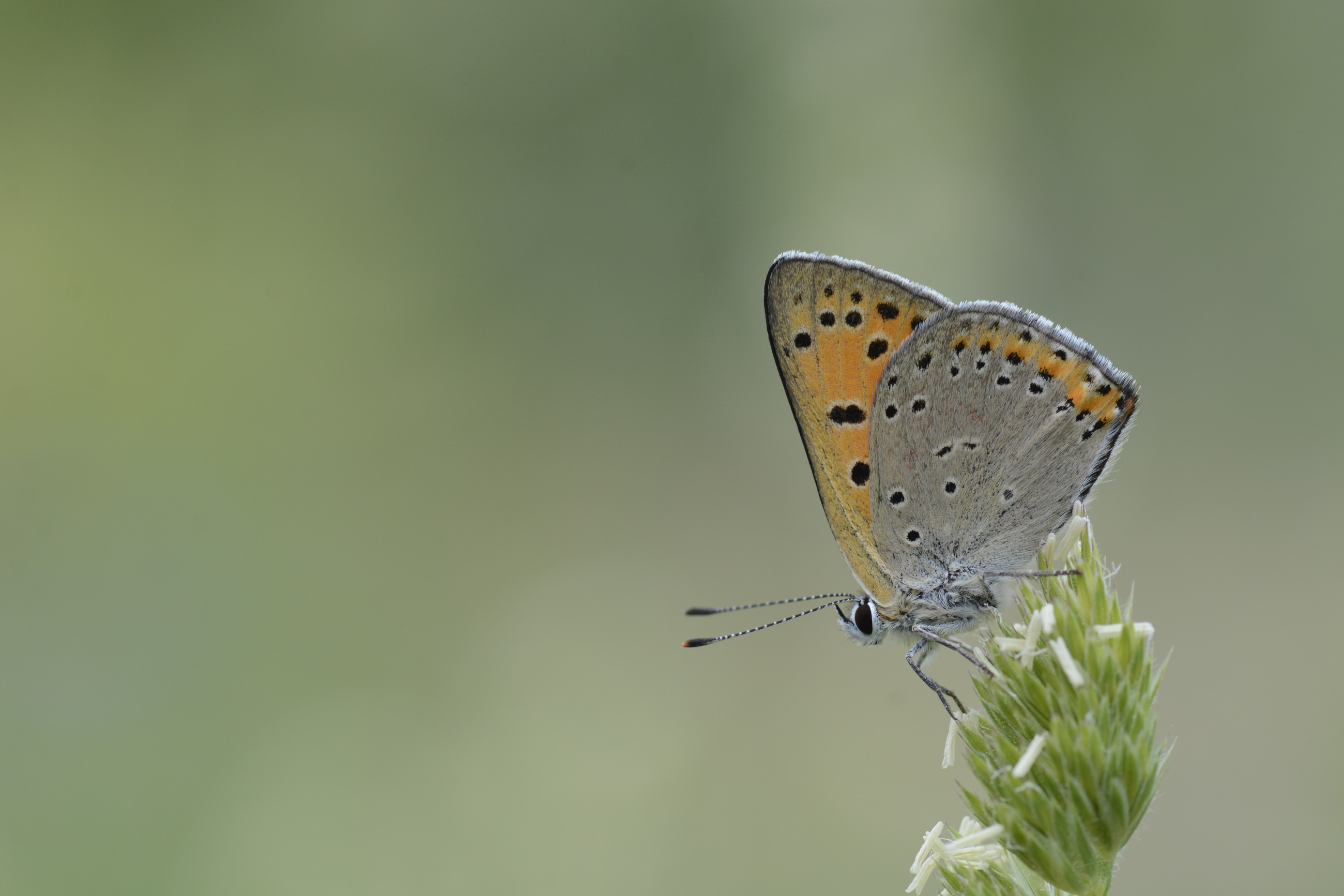 Lycaena asabinus (Anadolu Ateşgüzeli) butterfly photo