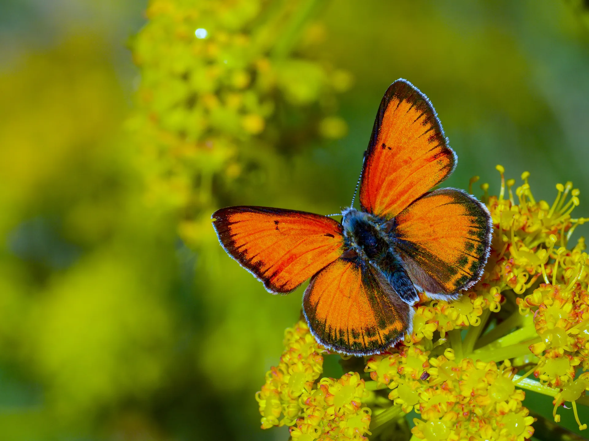 Lycaena candens (Ateşbakırgüzeli) butterfly photo