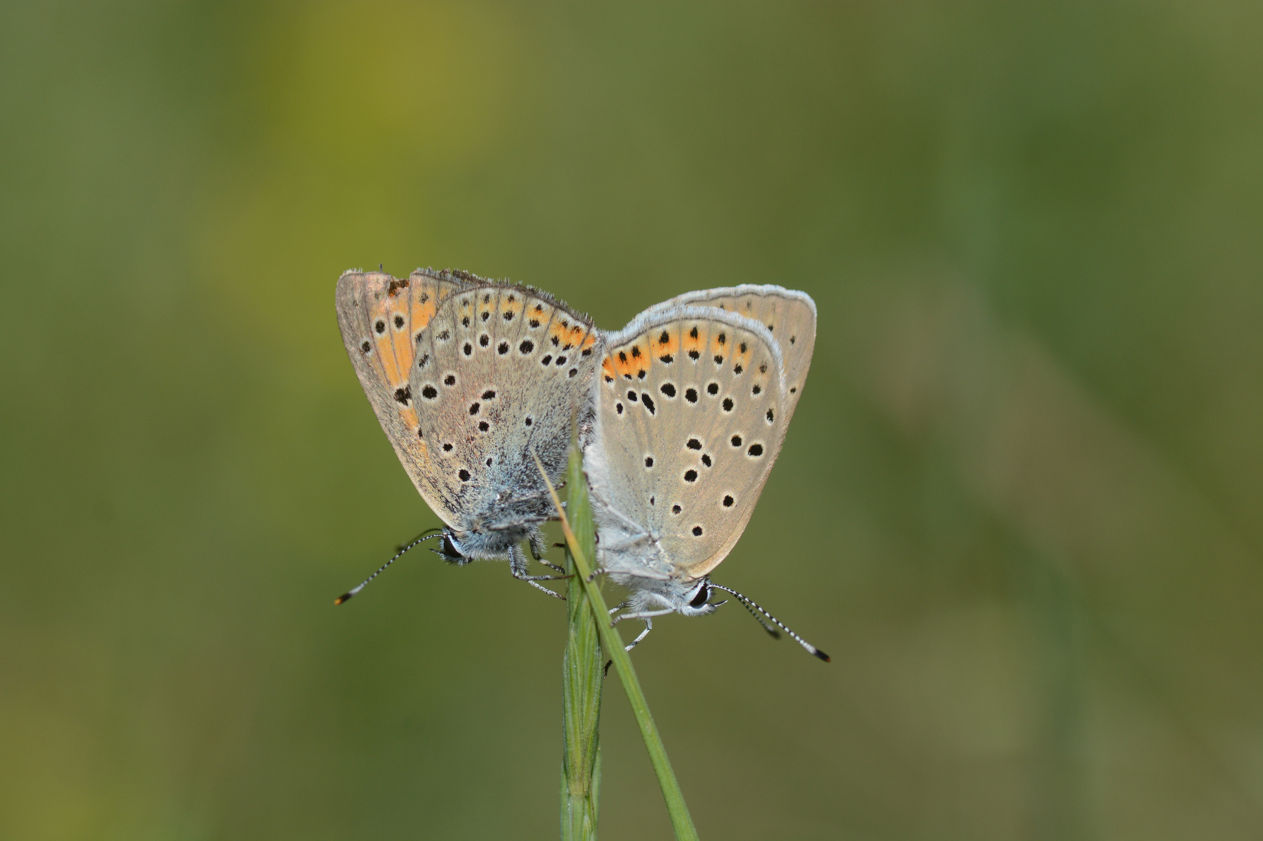 Lycaena candens (Ateşbakırgüzeli) butterfly photo