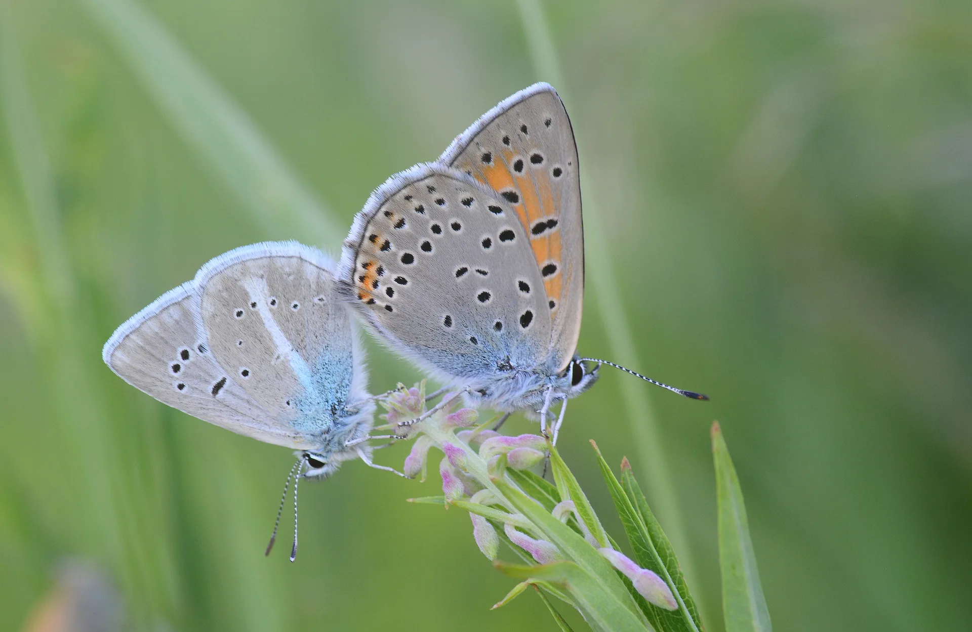 Lycaena candens (AteÅŸbakÄ±rgÃ¼zeli) butterfly photo