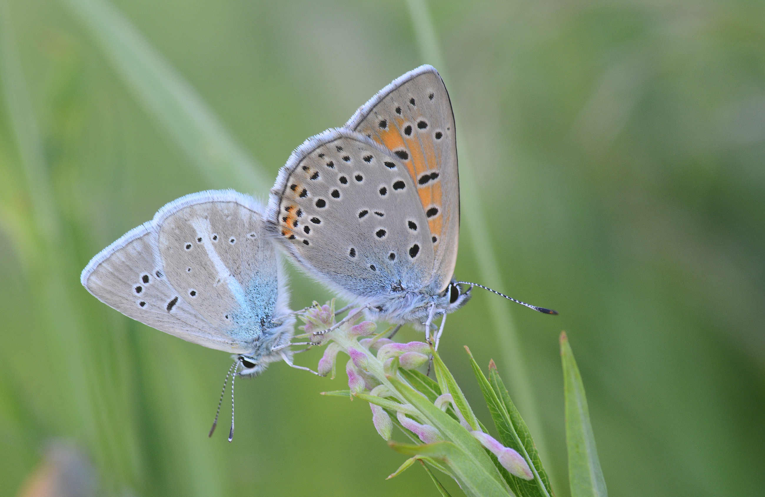 Lycaena candens (Ateşbakırgüzeli) butterfly photo
