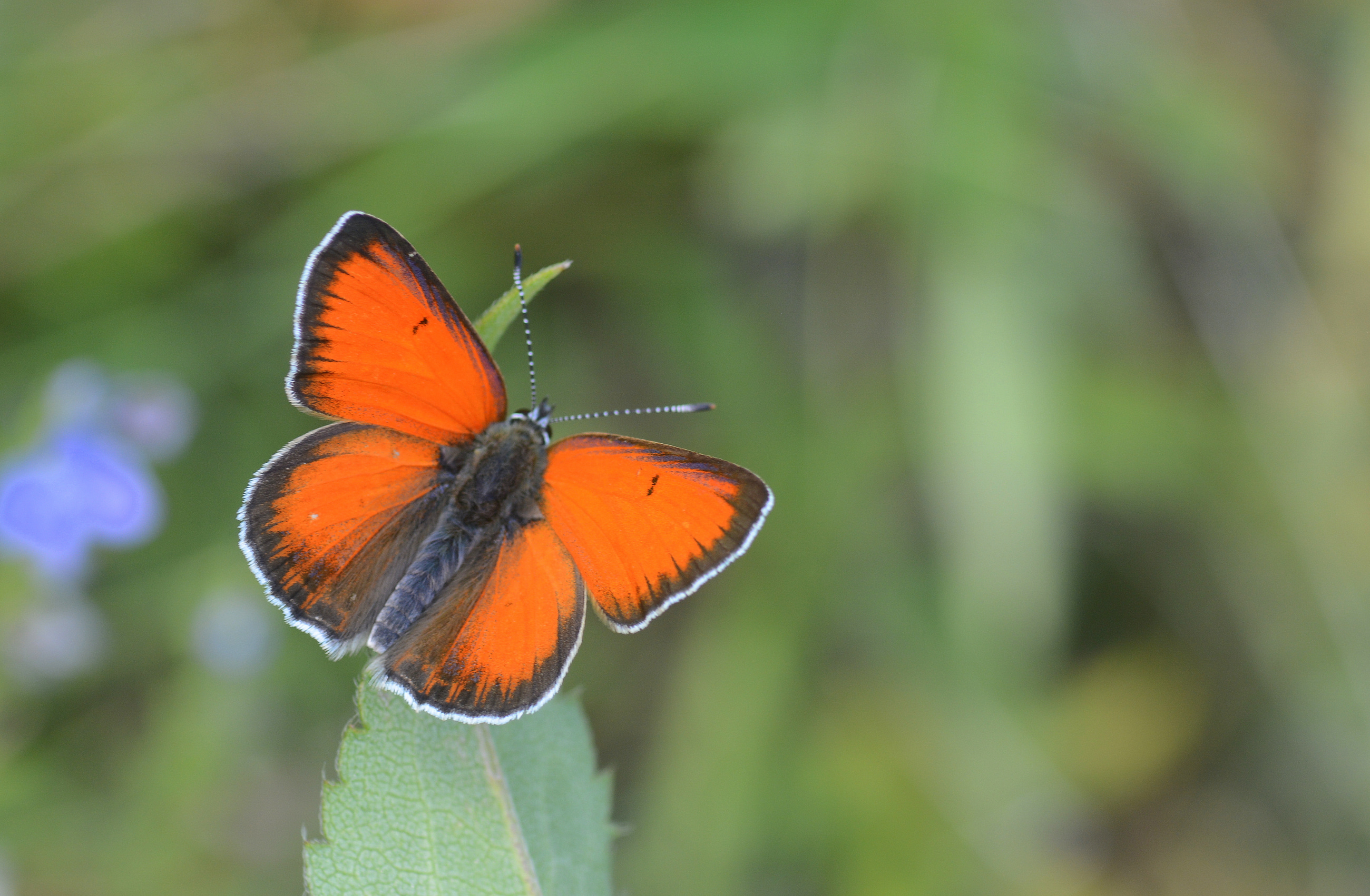 Lycaena candens (Ateşbakırgüzeli) butterfly photo