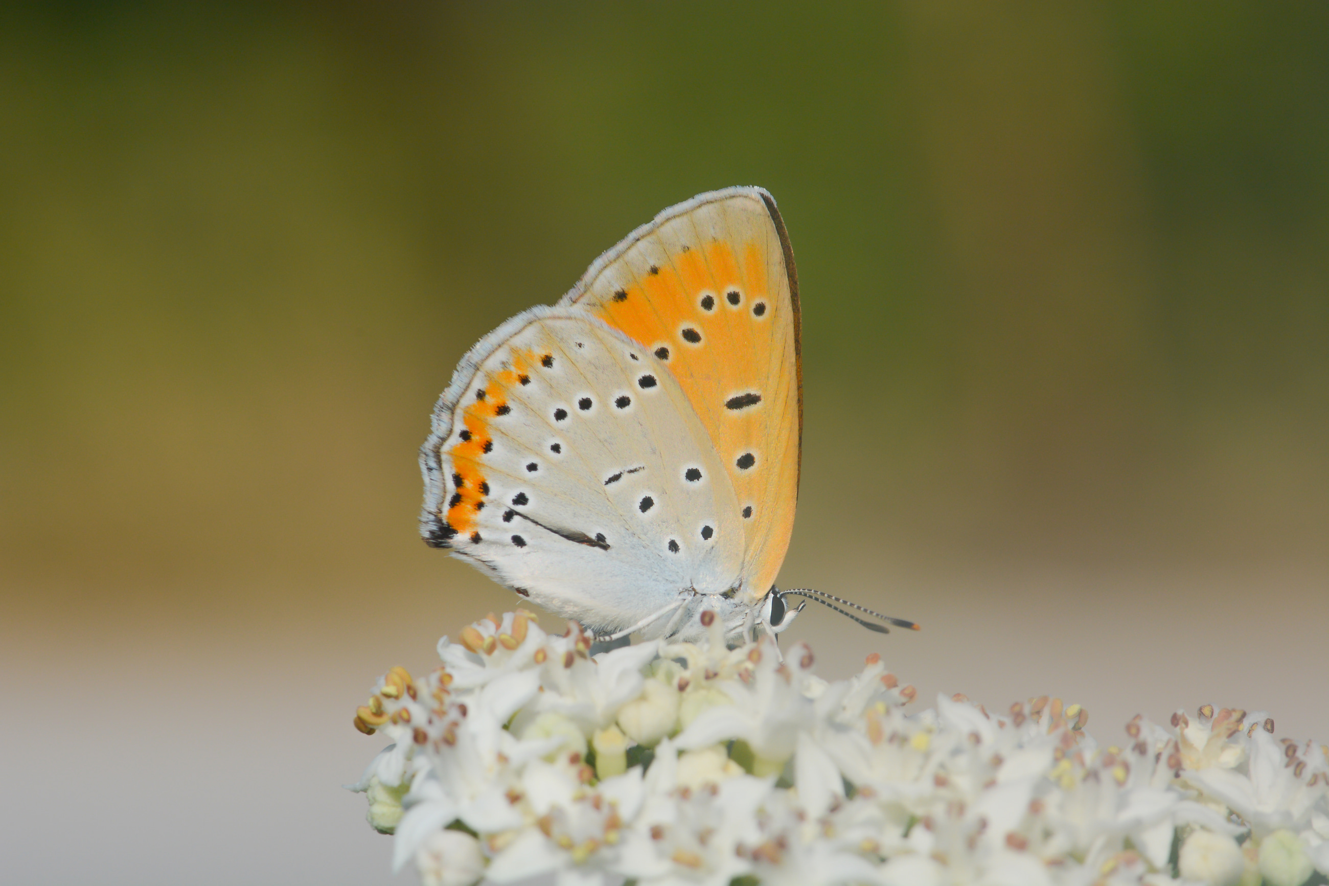 Lycaena dispar (Büyükbakırgüzeli) butterfly photo