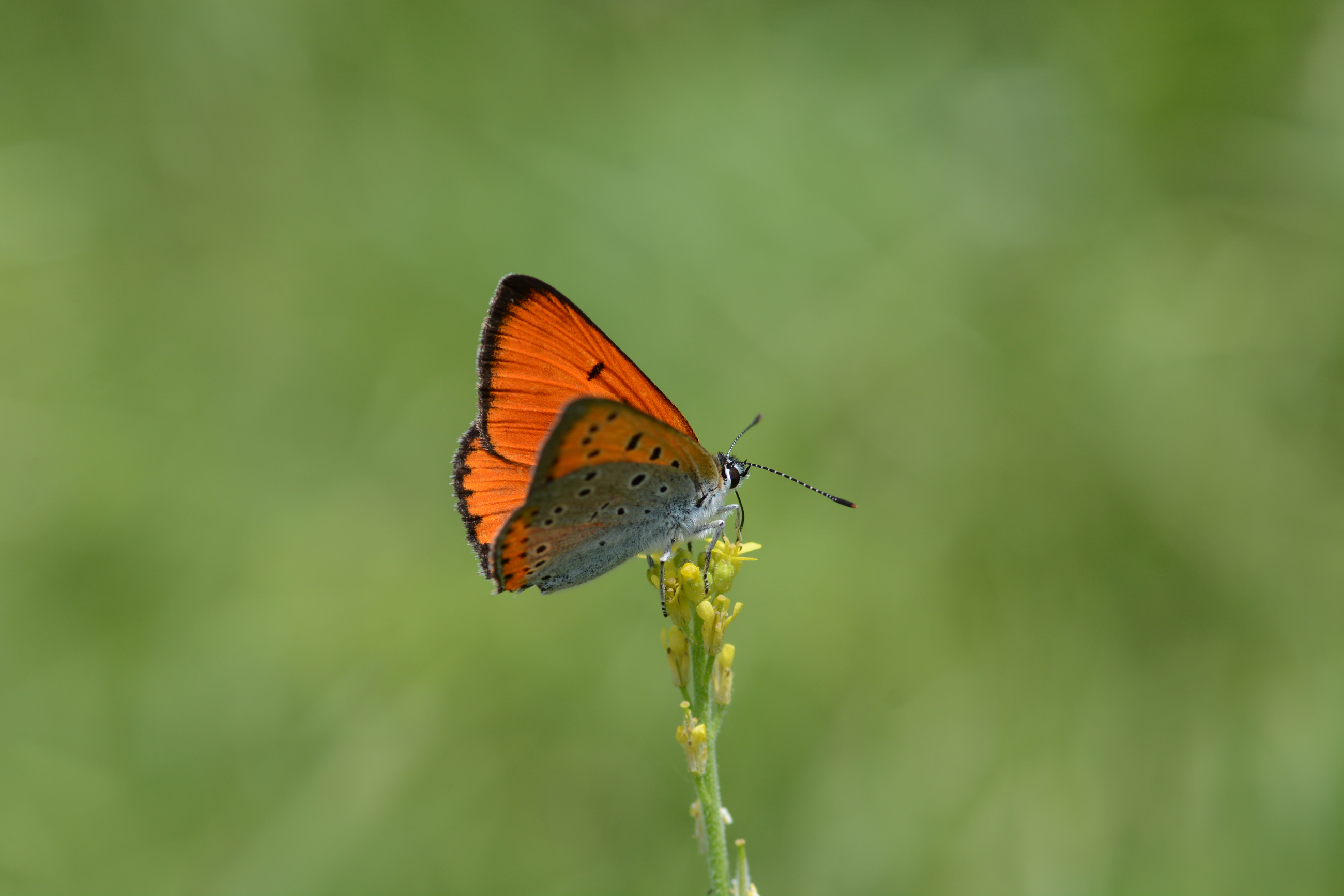 Lycaena dispar (Büyükbakırgüzeli) butterfly photo