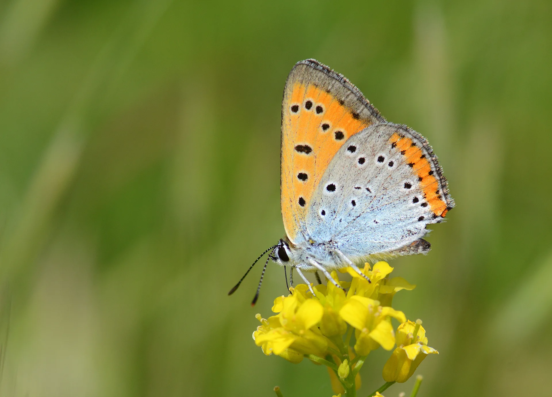 Lycaena dispar (BÃ¼yÃ¼kbakÄ±rgÃ¼zeli) butterfly photo