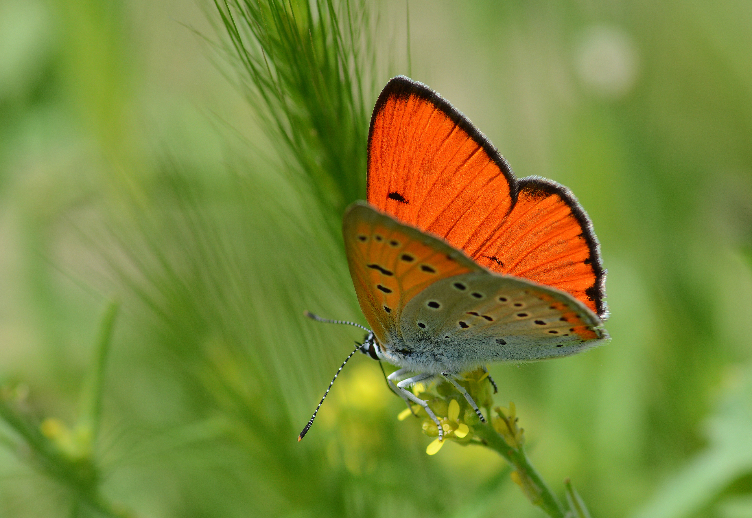 Lycaena dispar (Büyükbakırgüzeli) butterfly photo