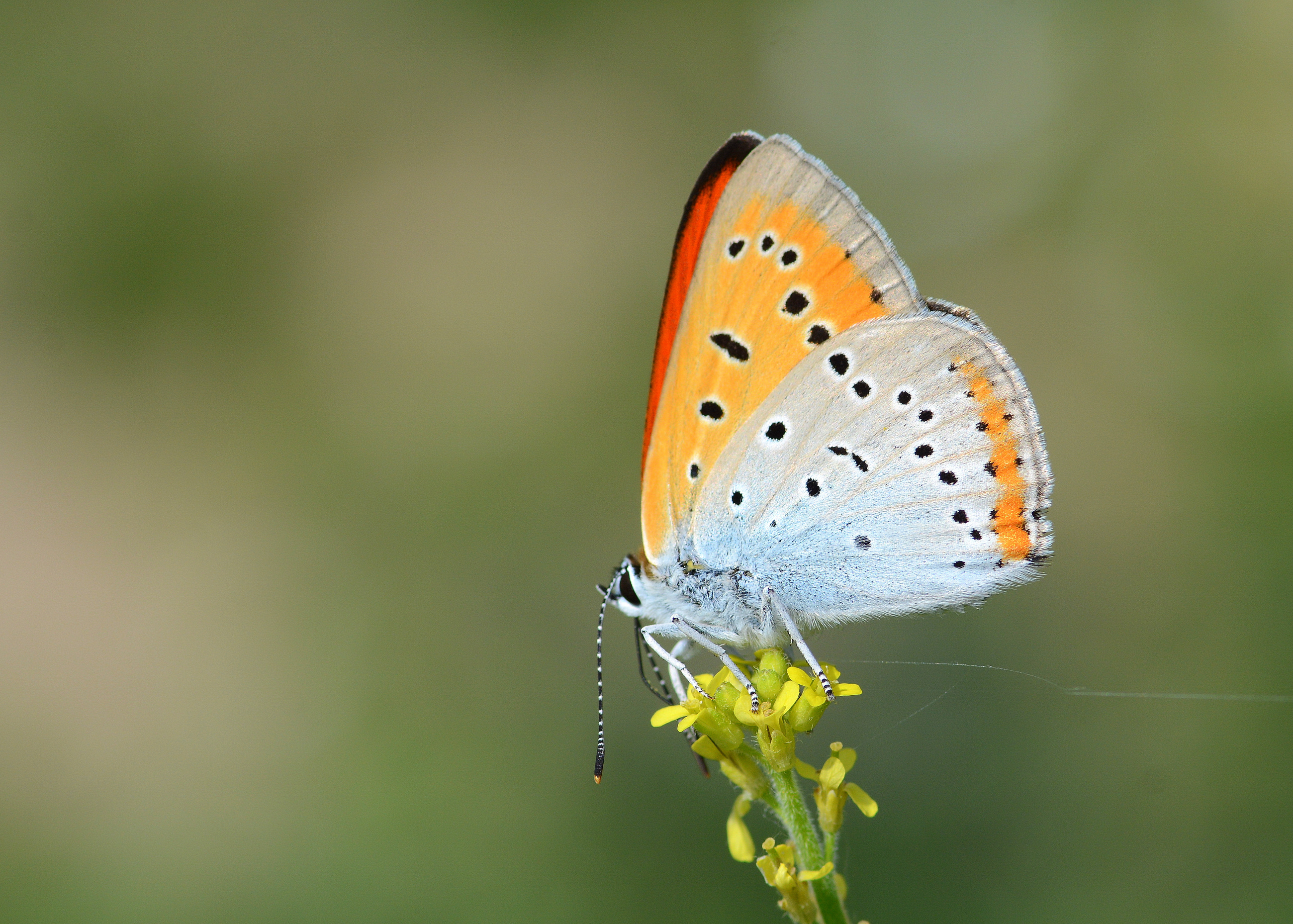 Lycaena dispar (Büyükbakırgüzeli) butterfly photo