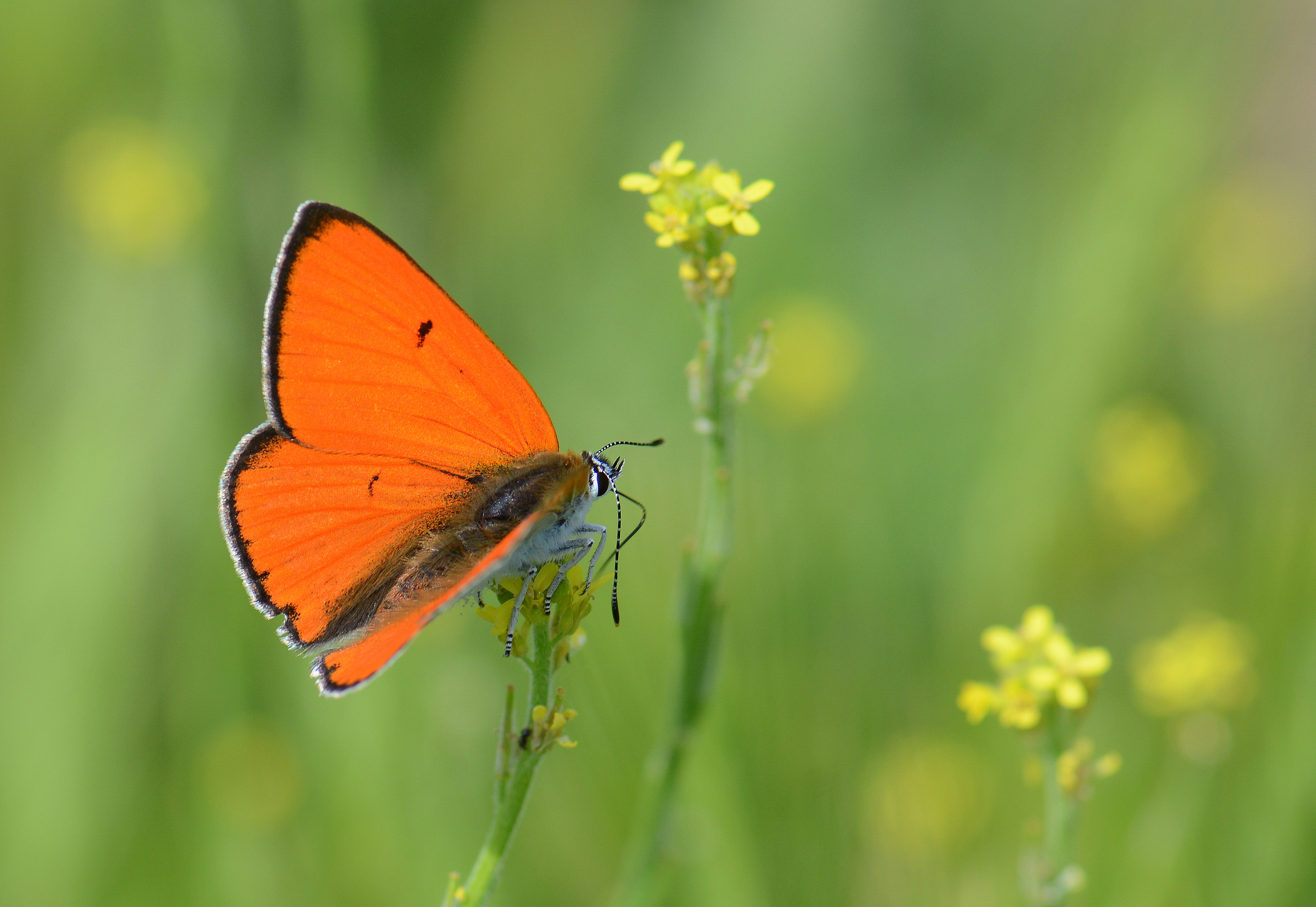 Lycaena dispar (Büyükbakırgüzeli) butterfly photo