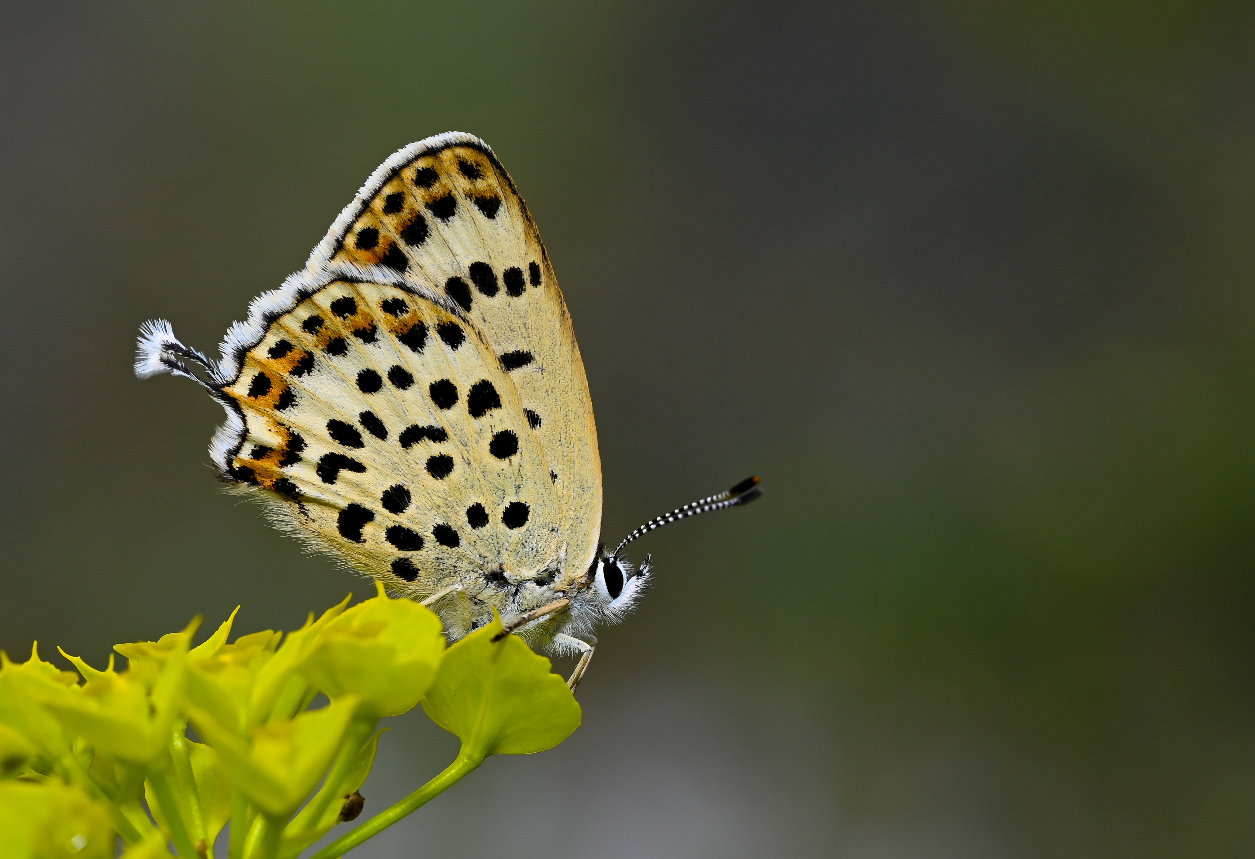 Lycaena euphratica (Fıratbakırgüzeli) butterfly photo