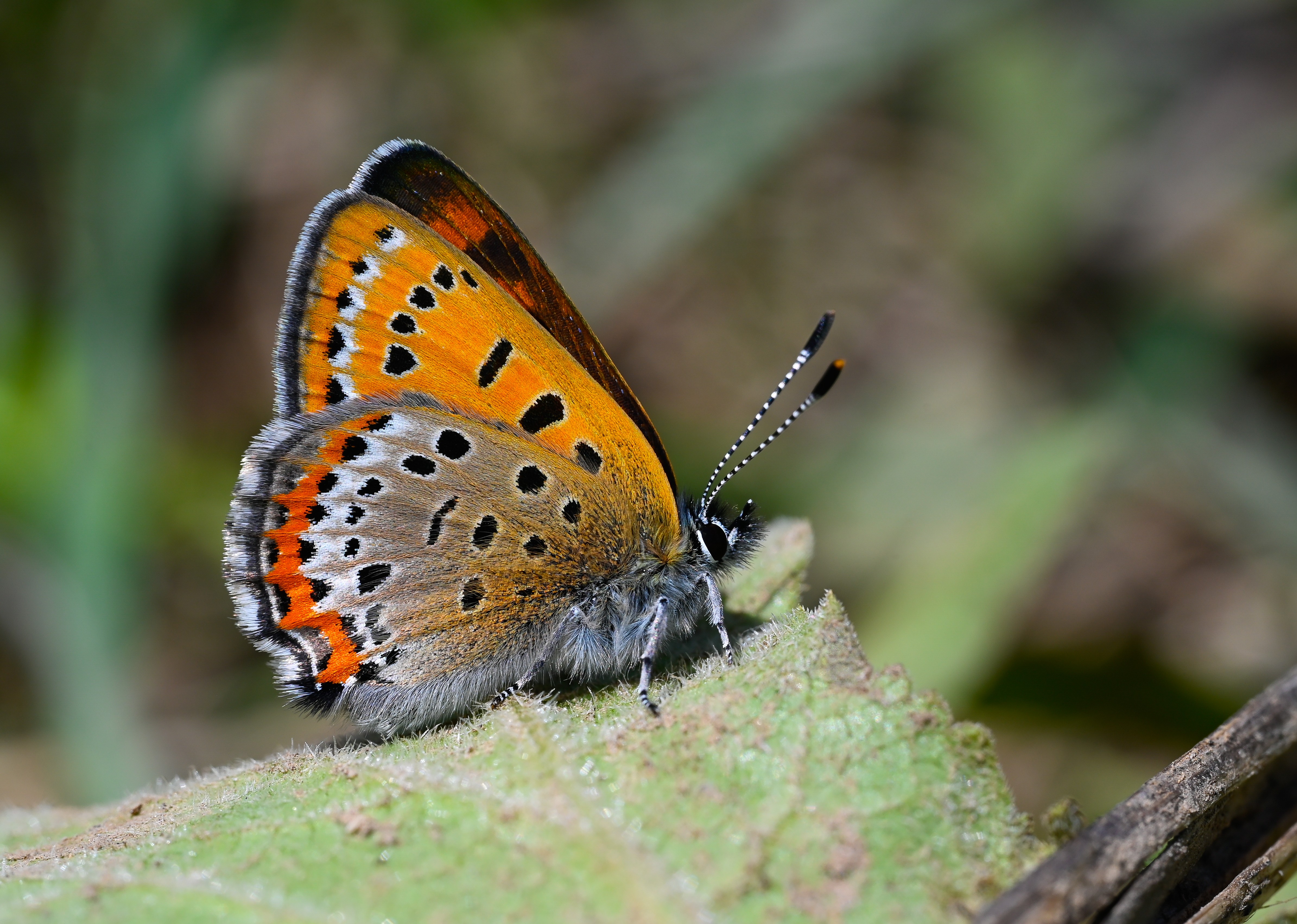 Lycaena helle (Menekşe Bakırgüzeli) butterfly photo