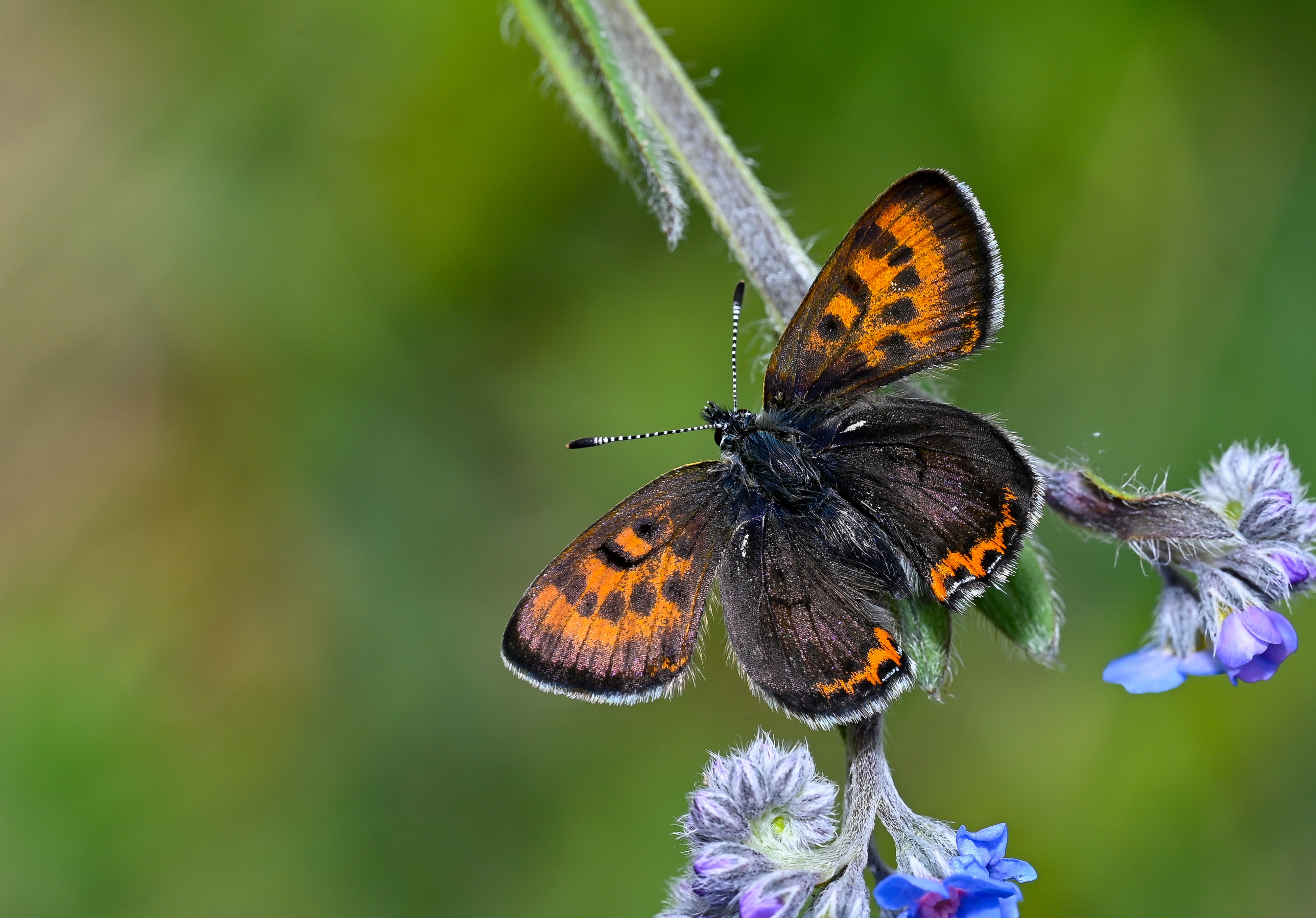 Lycaena helle (Menekşe Bakırgüzeli) butterfly photo