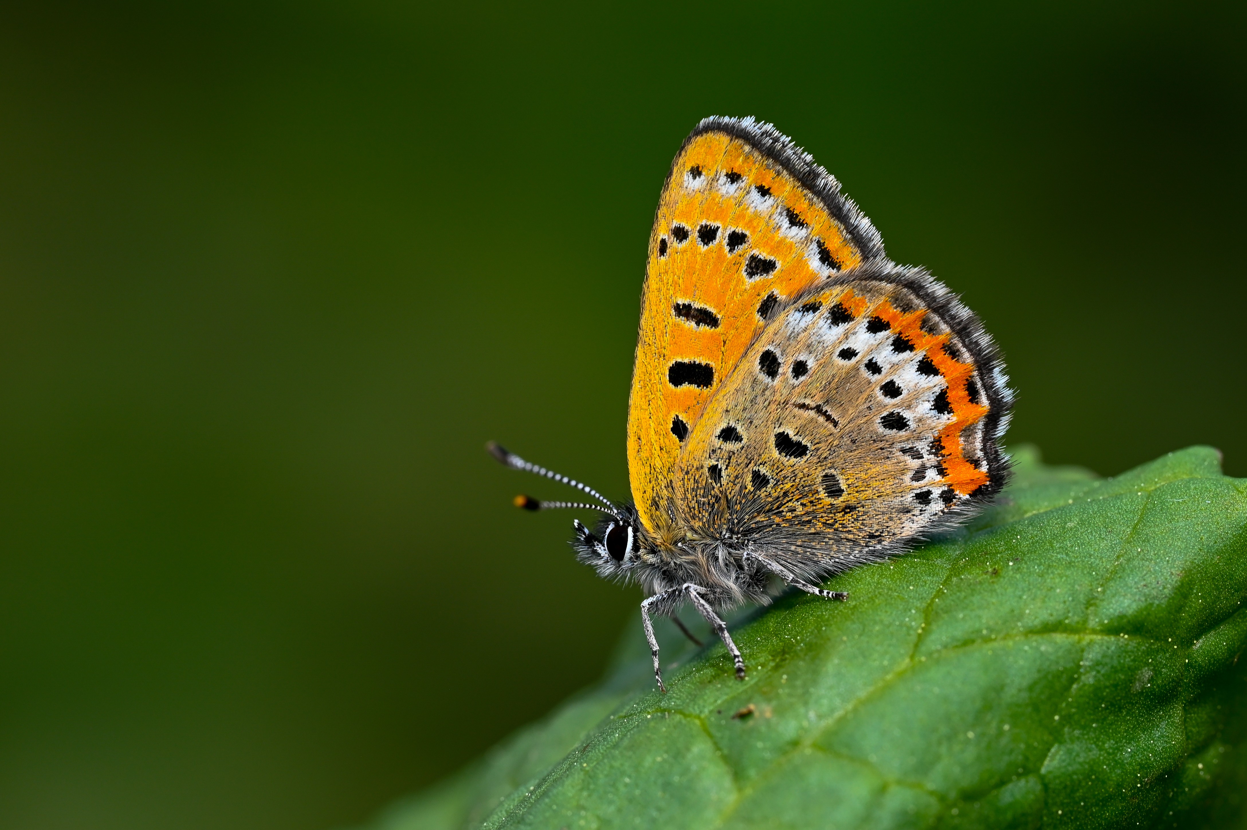 Lycaena helle (Menekşe Bakırgüzeli) butterfly photo