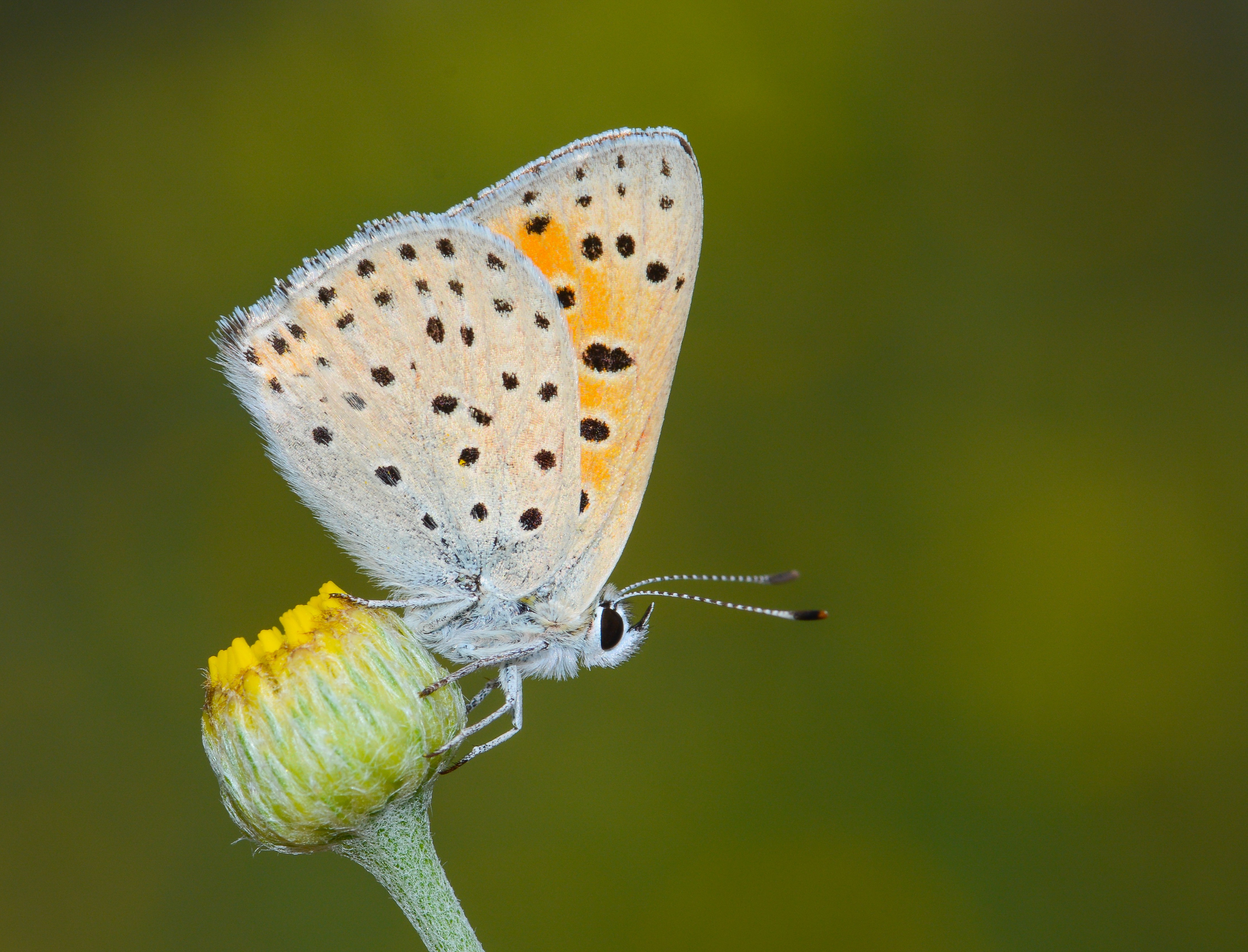 Lycaena kefersteinii (Alevateşgüzeli) butterfly photo