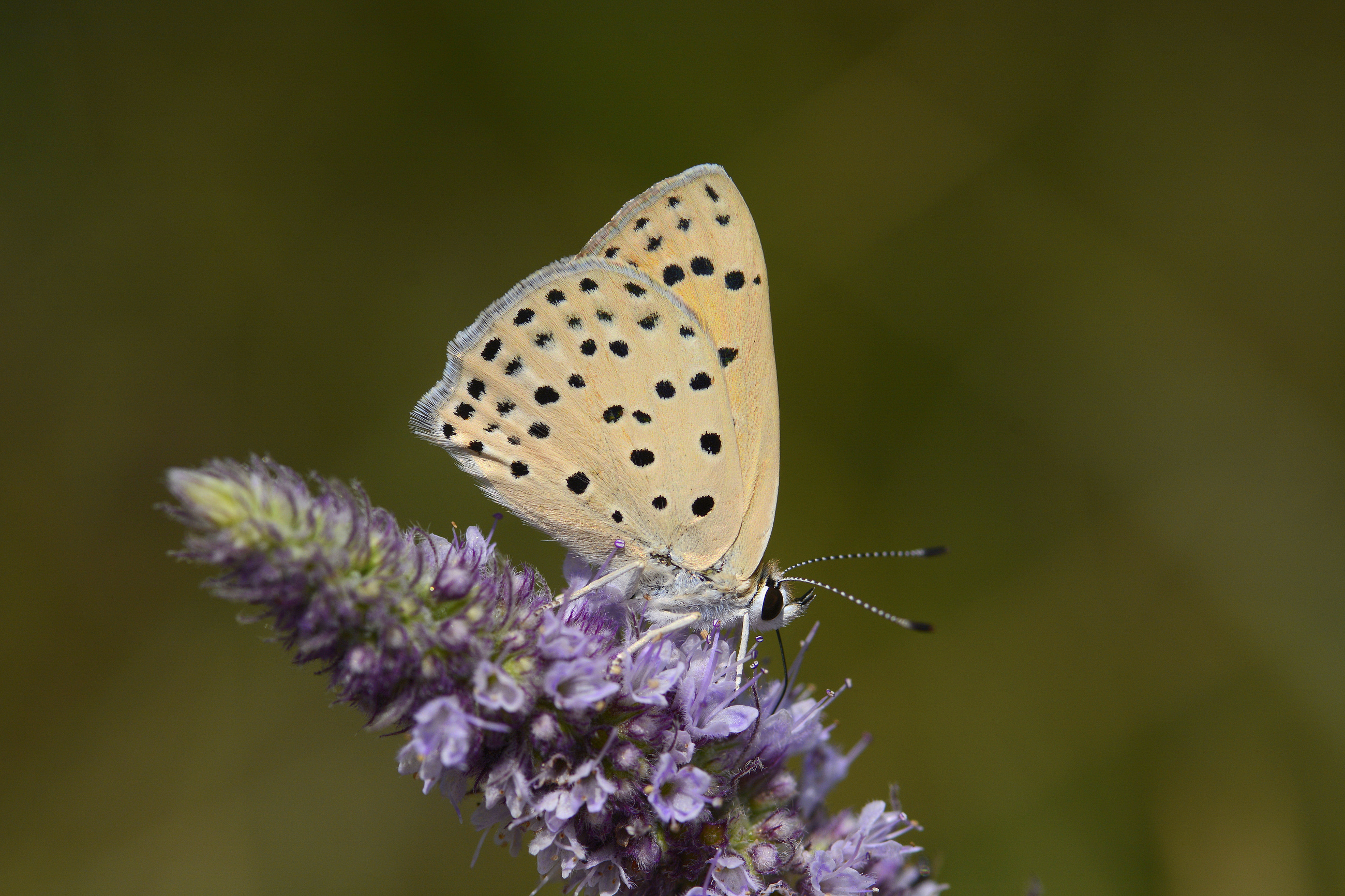 Lycaena kefersteinii (Alevateşgüzeli) butterfly photo