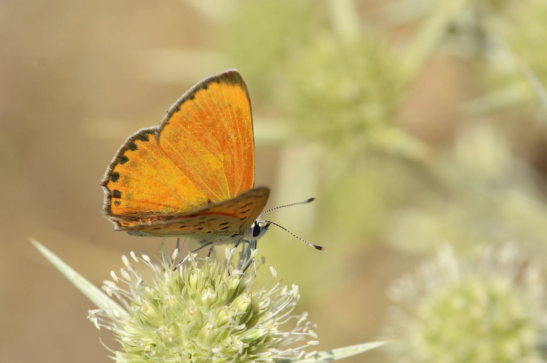 Lycaena kefersteinii (AlevateÅŸgÃ¼zeli) butterfly photo