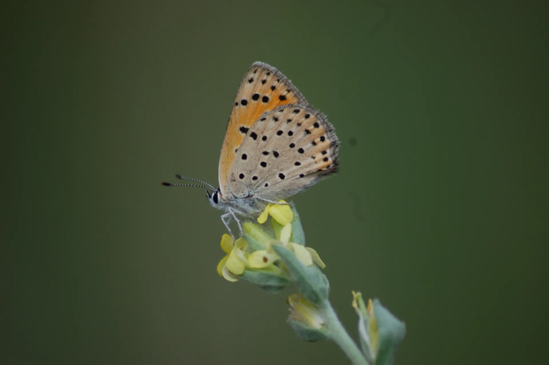 Lycaena kefersteinii (AlevateÅŸgÃ¼zeli) butterfly photo
