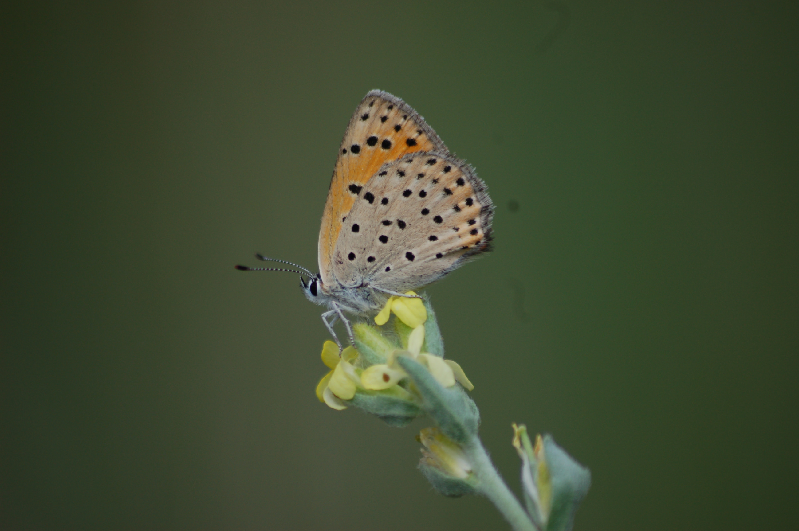 Lycaena kefersteinii (Alevateşgüzeli) butterfly photo