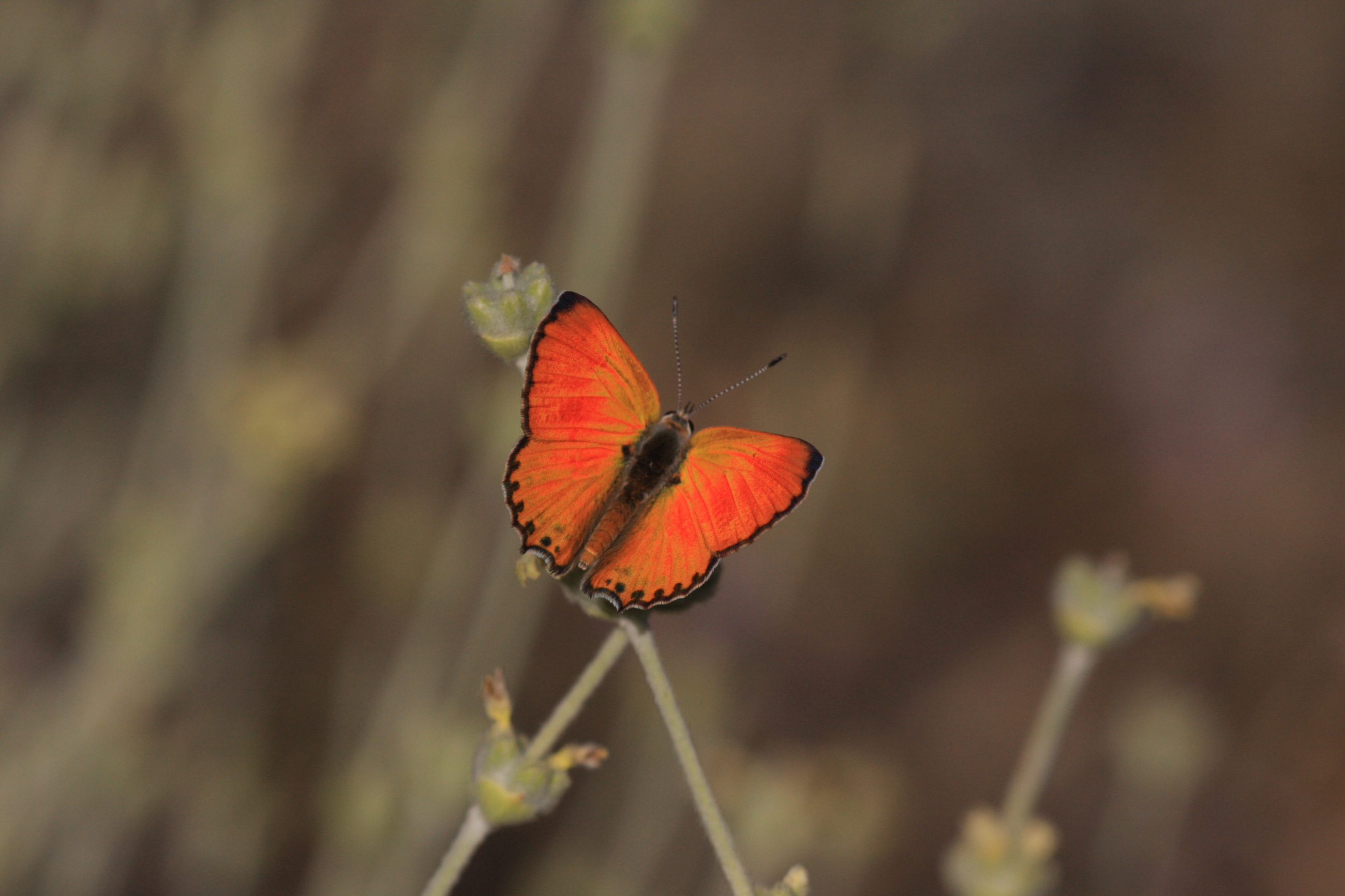 Lycaena kefersteinii (Alevateşgüzeli) butterfly photo