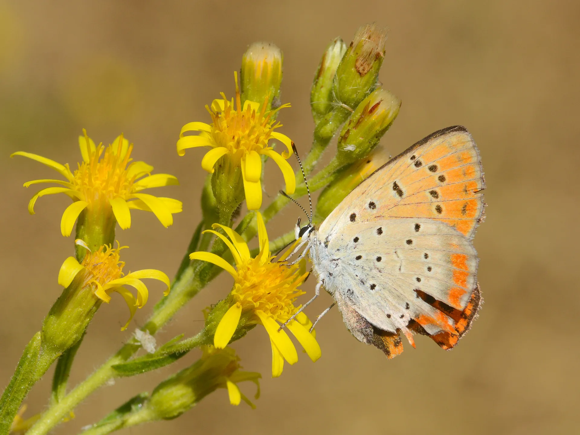 Lycaena ottomana butterfly photo