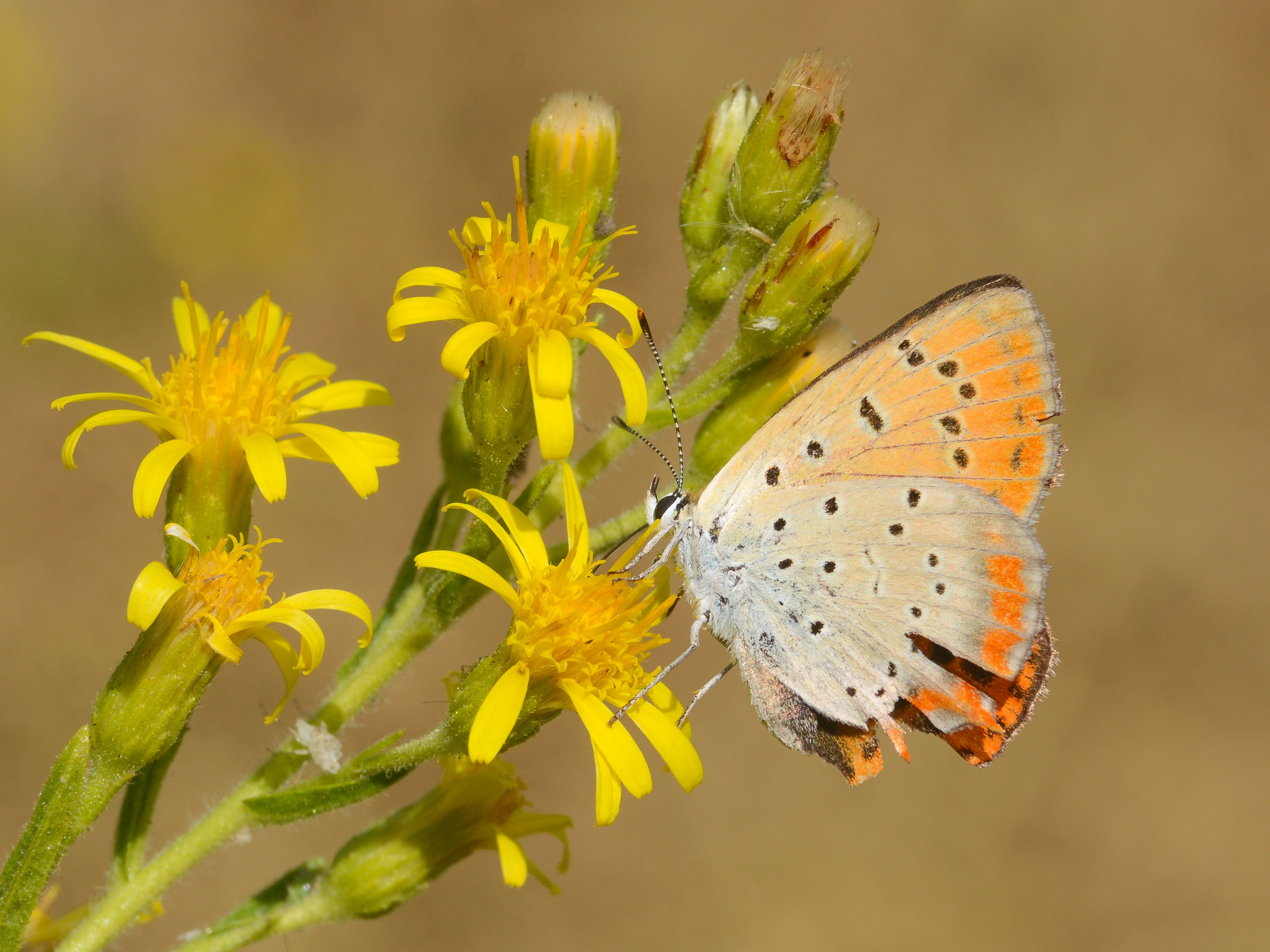 Lycaena ottomana butterfly photo