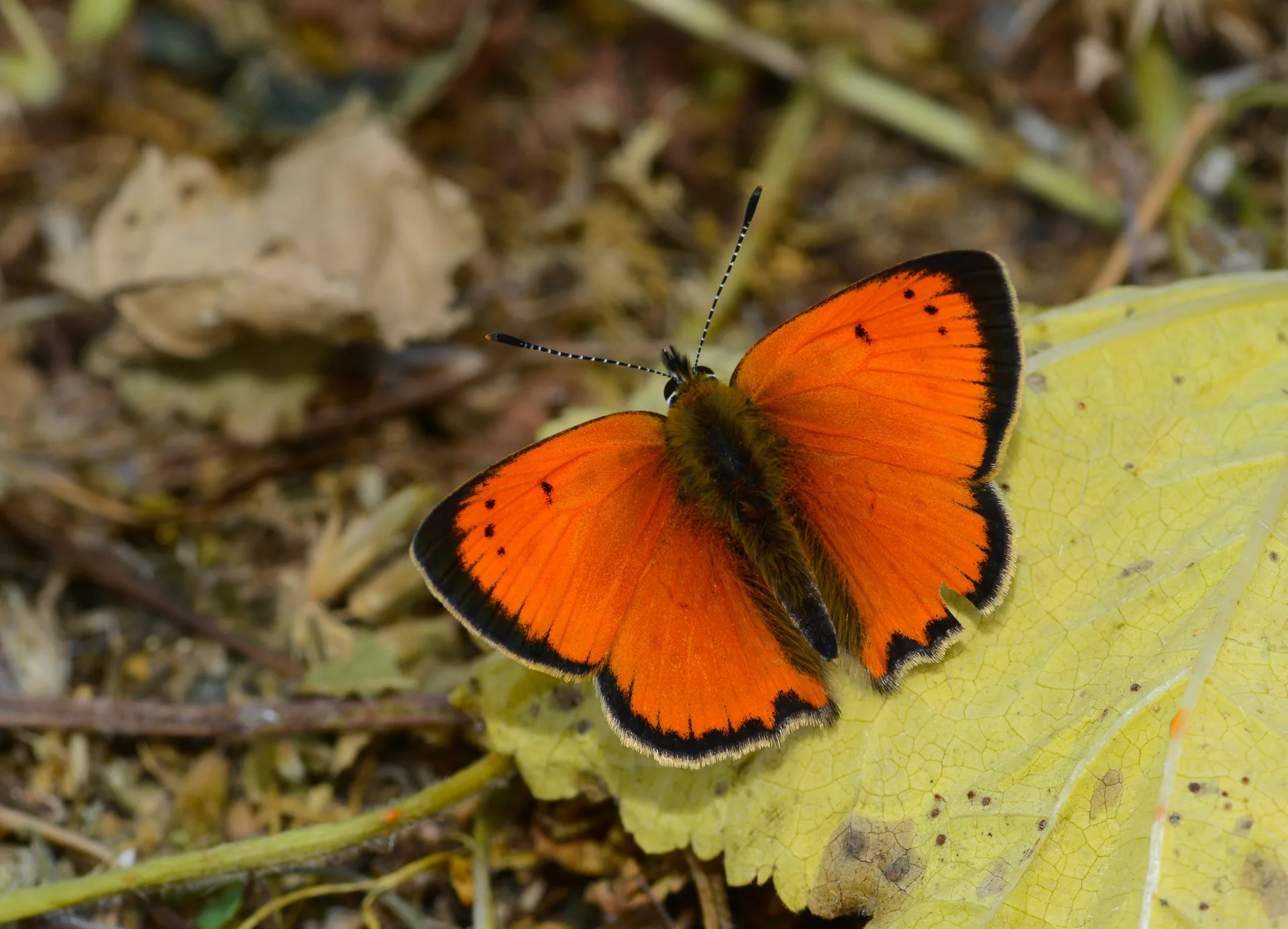 Lycaena ottomana butterfly photo