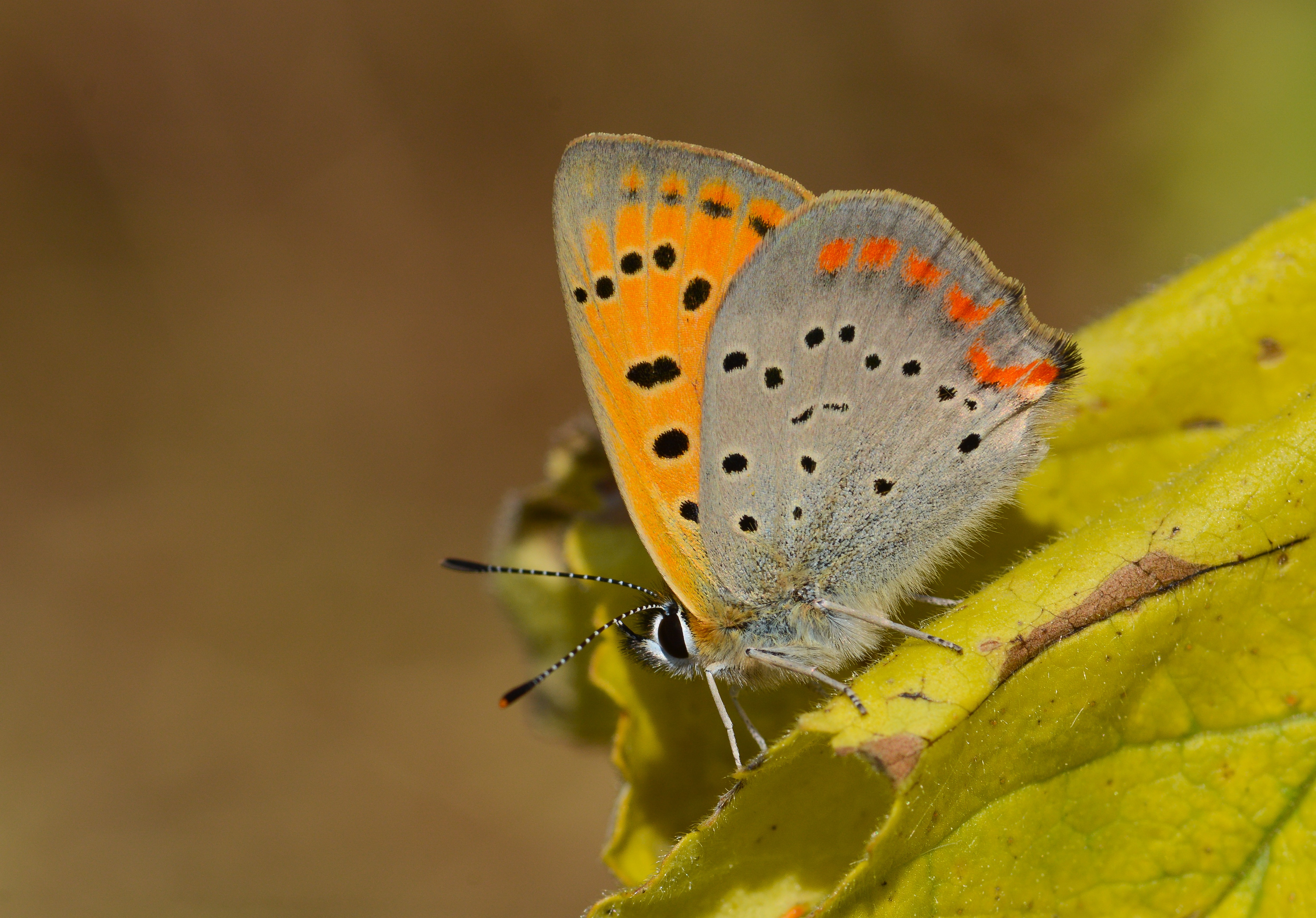 Lycaena ottomana butterfly photo